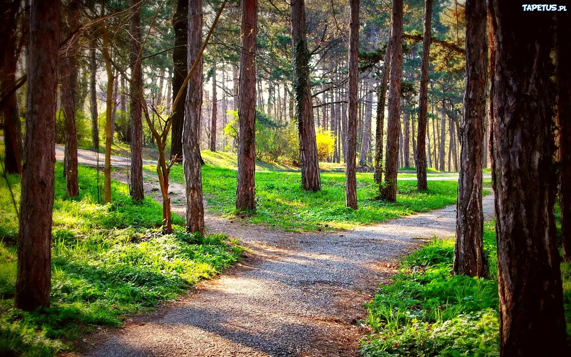 Las, Ścieżki, Przebijające Światło