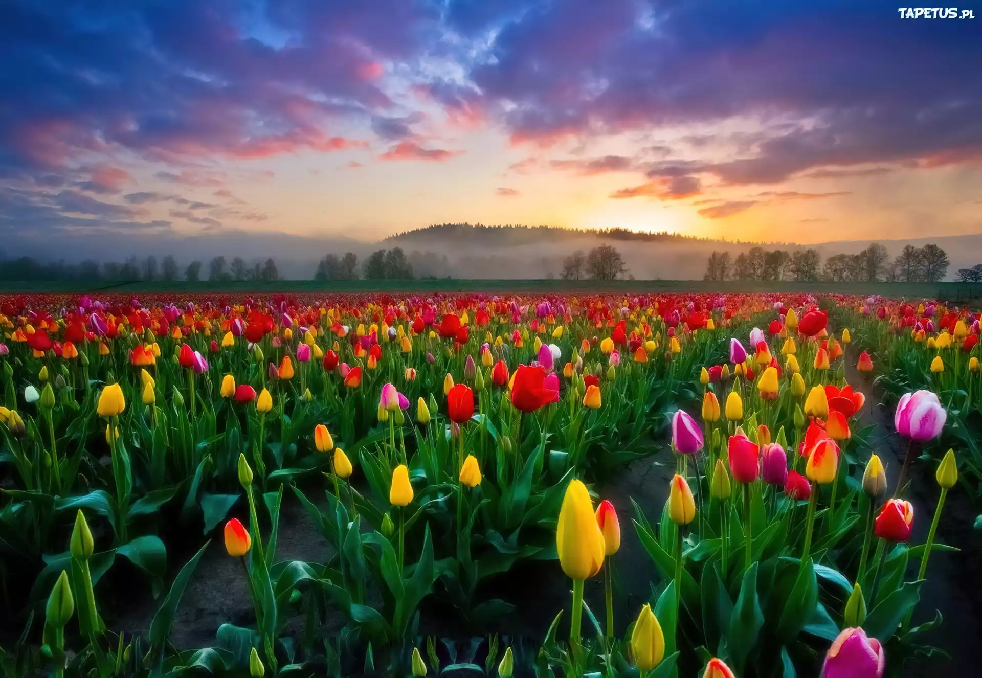 Tulipany, Zachód, Słońca