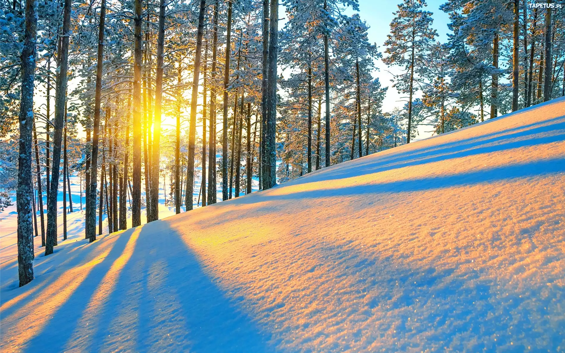 Какой бывает зимний день. Зима солнце. Зима лес солнце. Зимний Солнечный пейзаж. Солнечный день зимой.