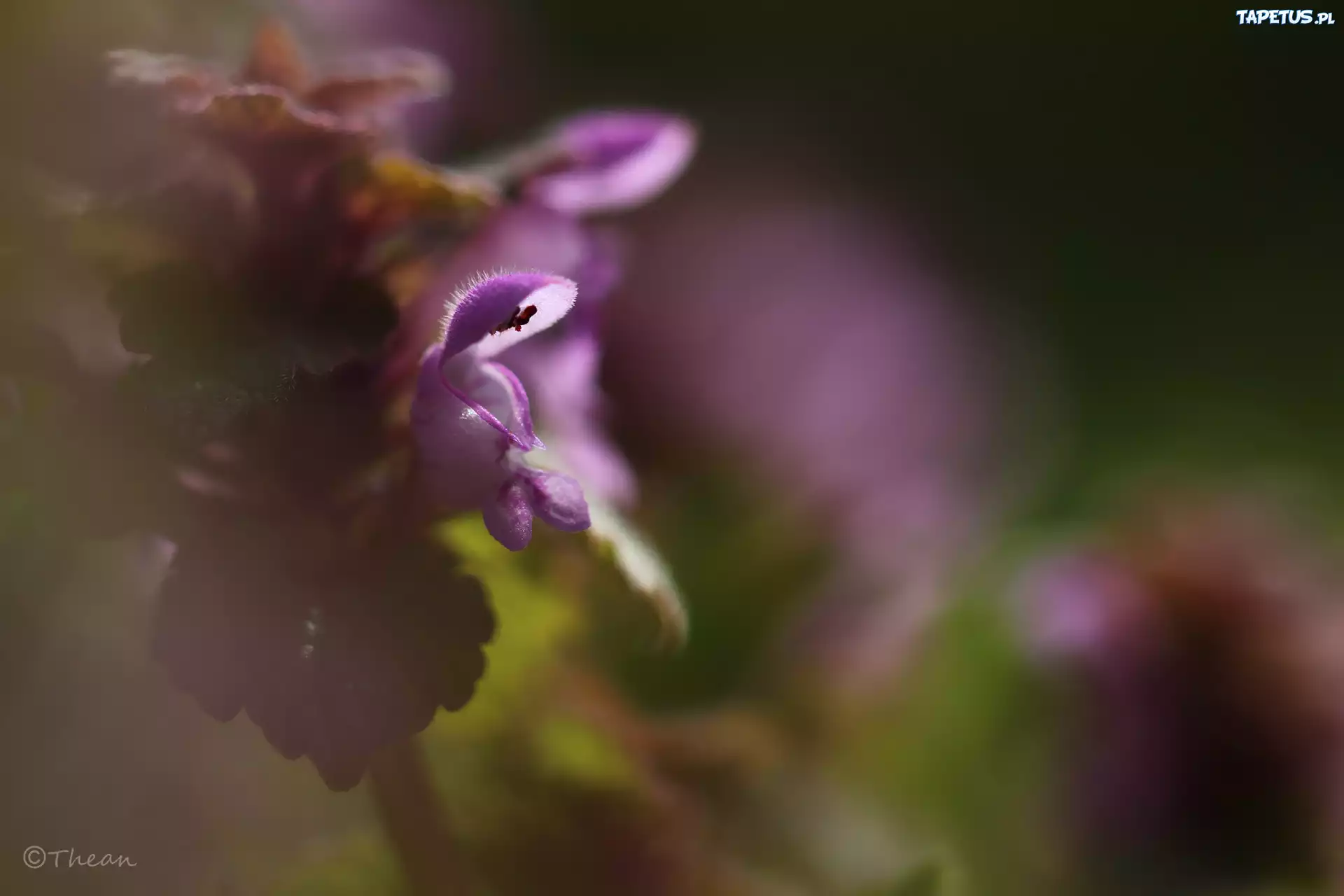 Pokrzywa, Jasnota Purpurowa, Fioletowy, Kwiat