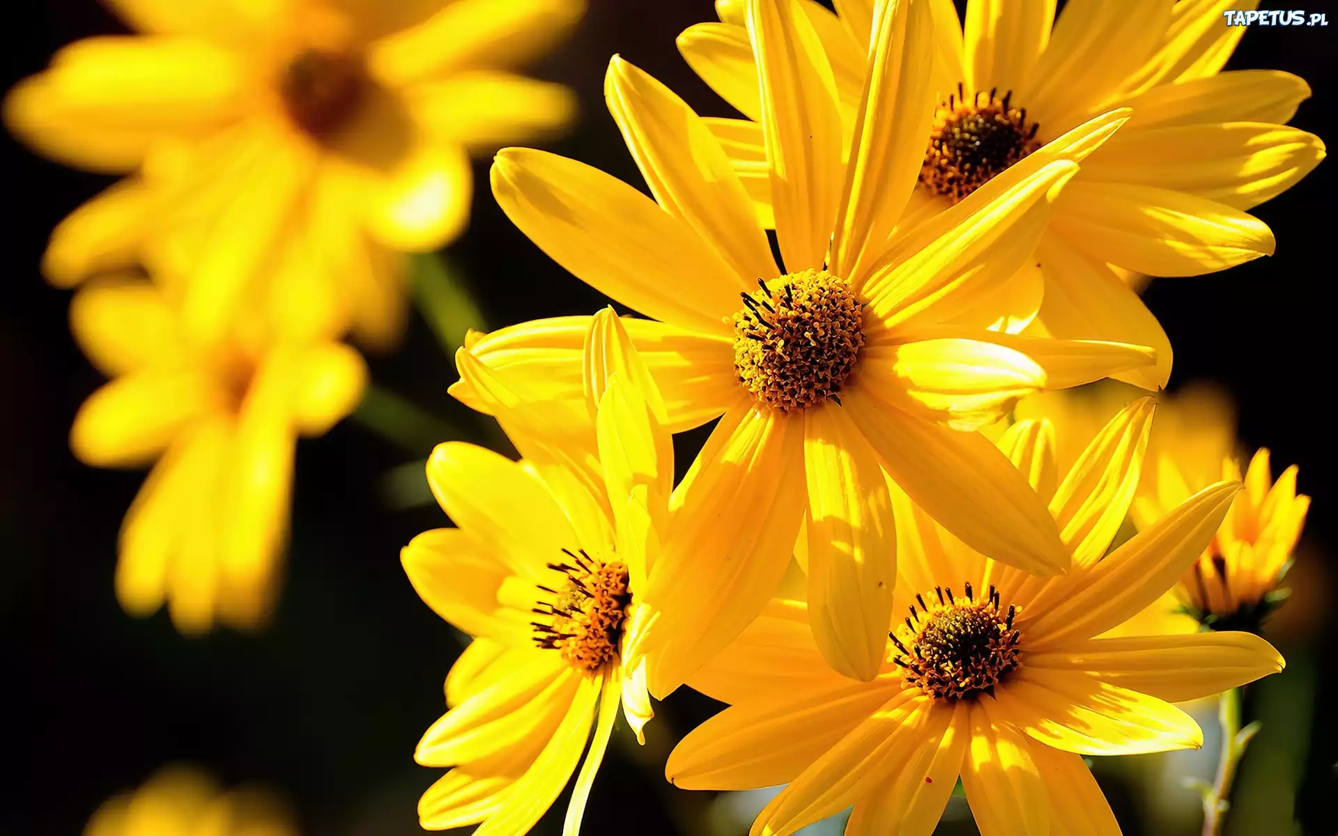 Rudbekia