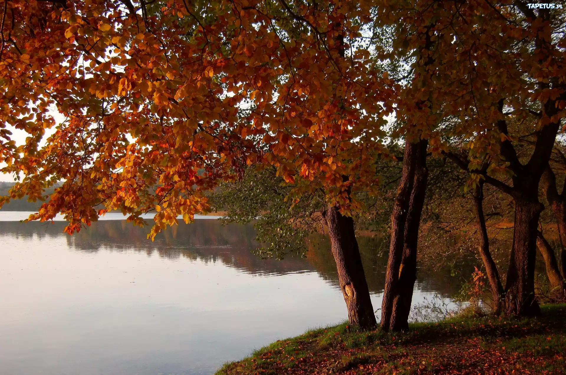 Jezioro, Drzewa, Jesień, Krajobraz