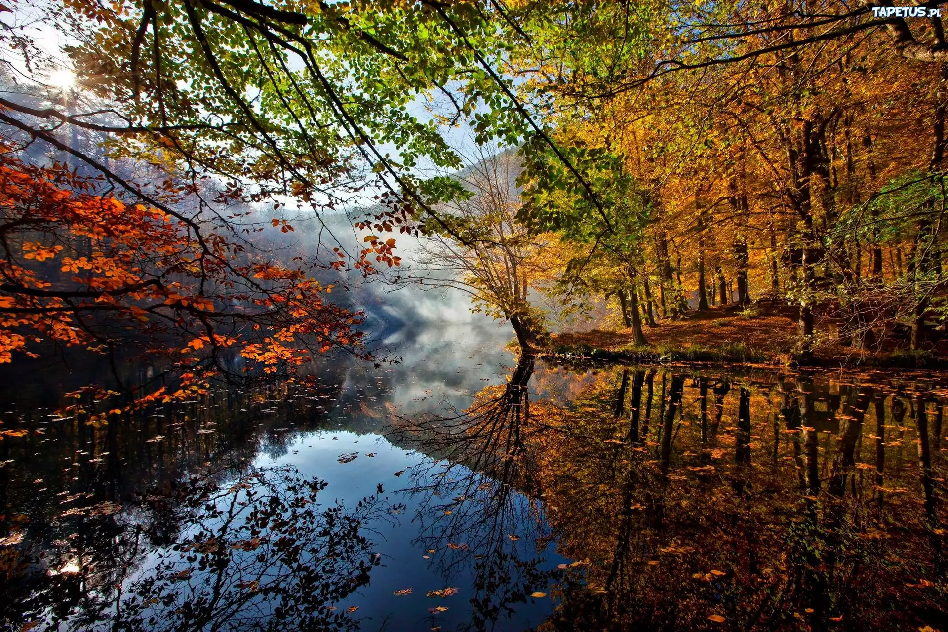 Jezioro, Drzewa, Liście