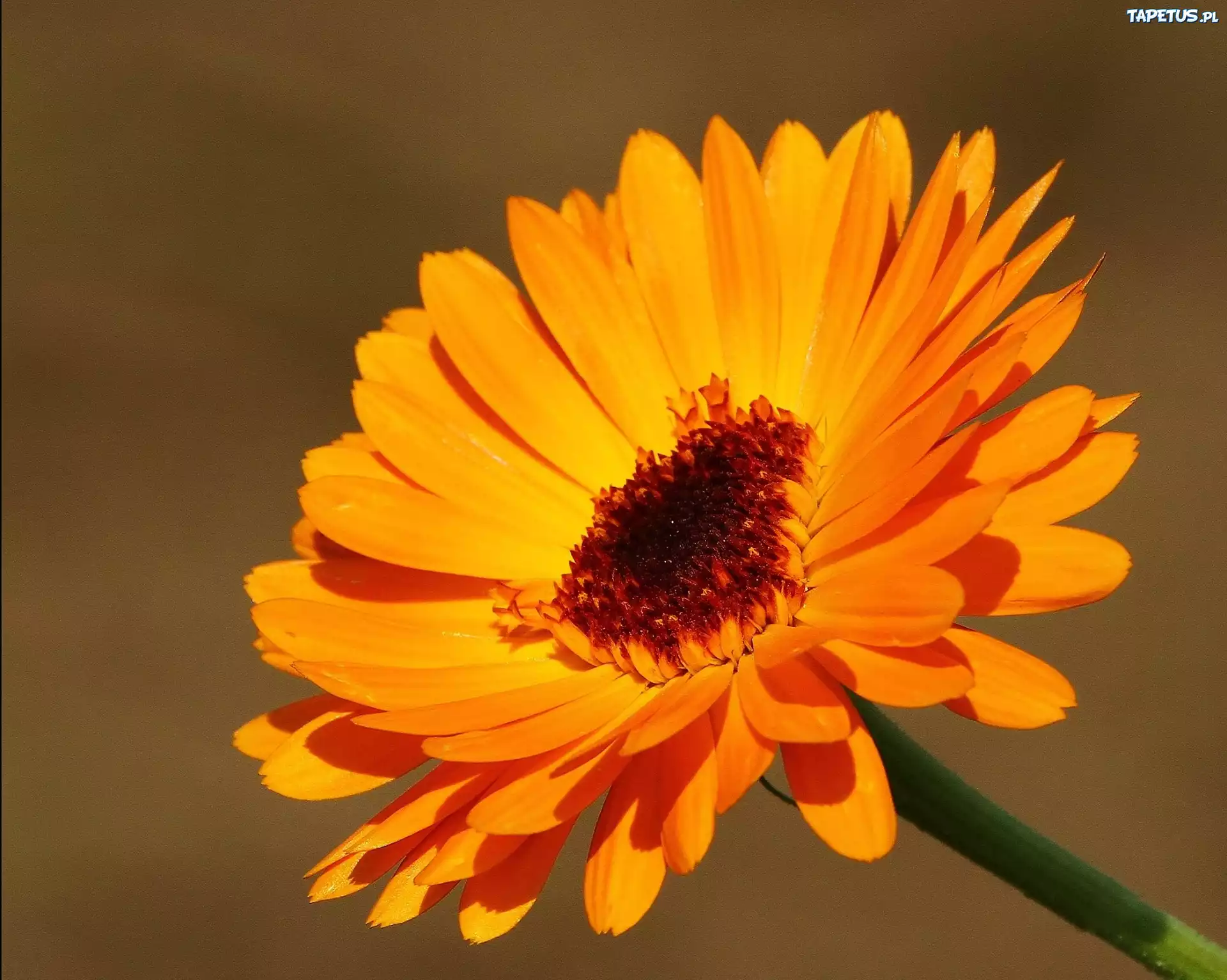 Gerbera