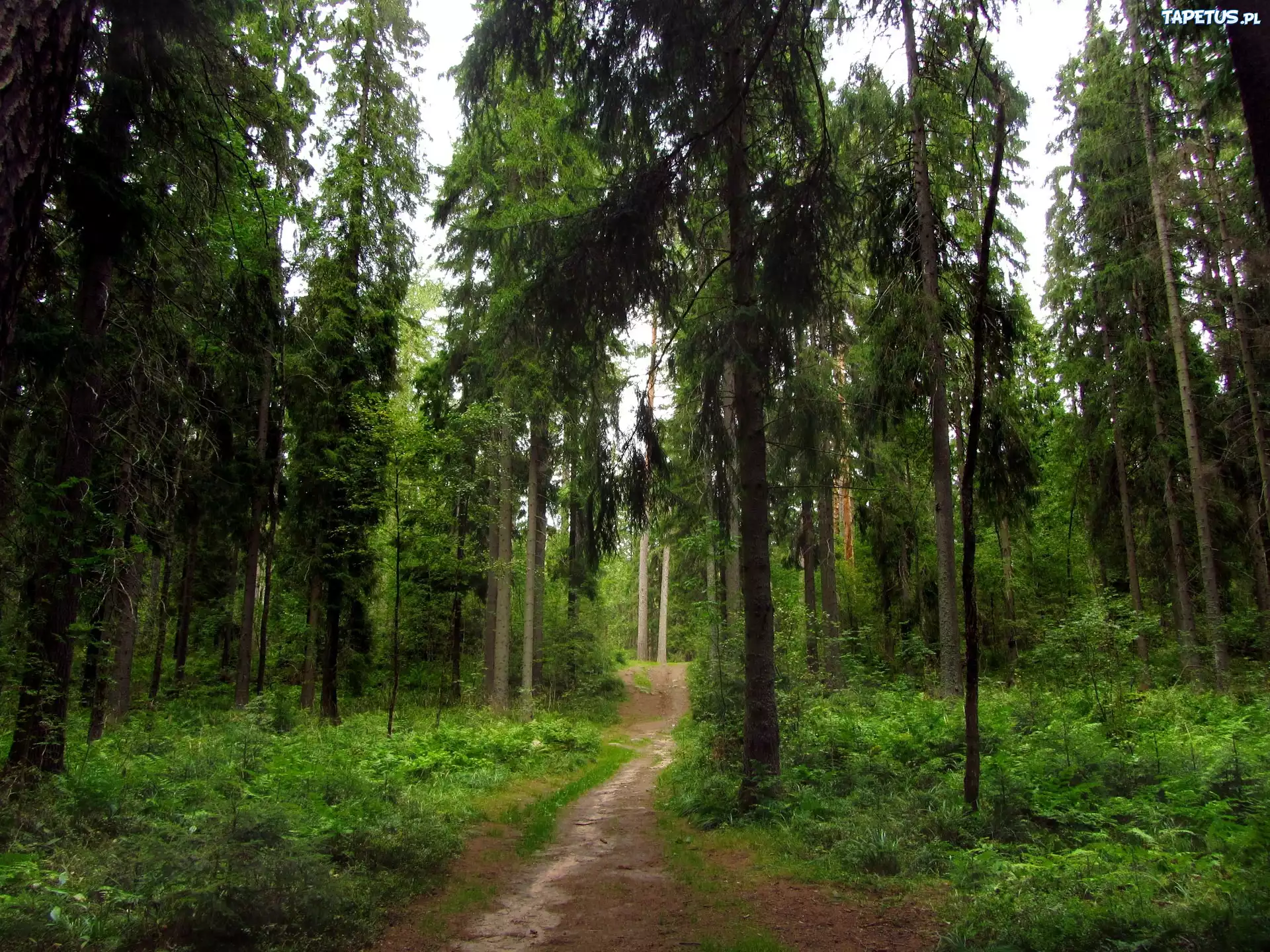 Las, Ścieżka, Droga, Drzewa