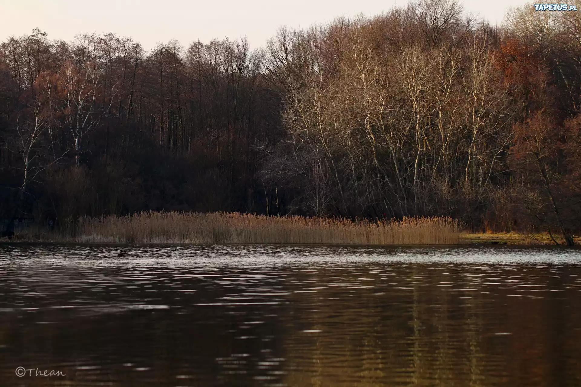 Jezioro, Drzewa, Przedwiośnie