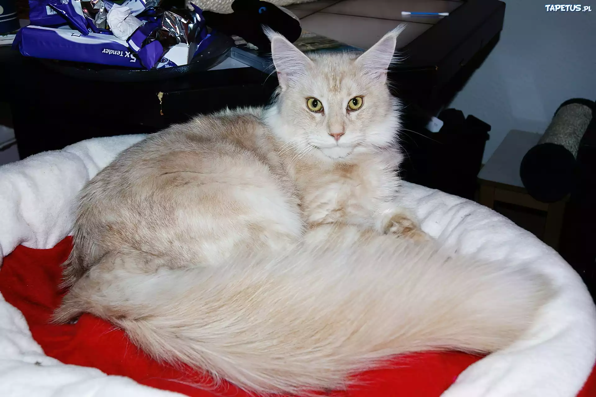 Kotek, Legowisko, Maine Coon