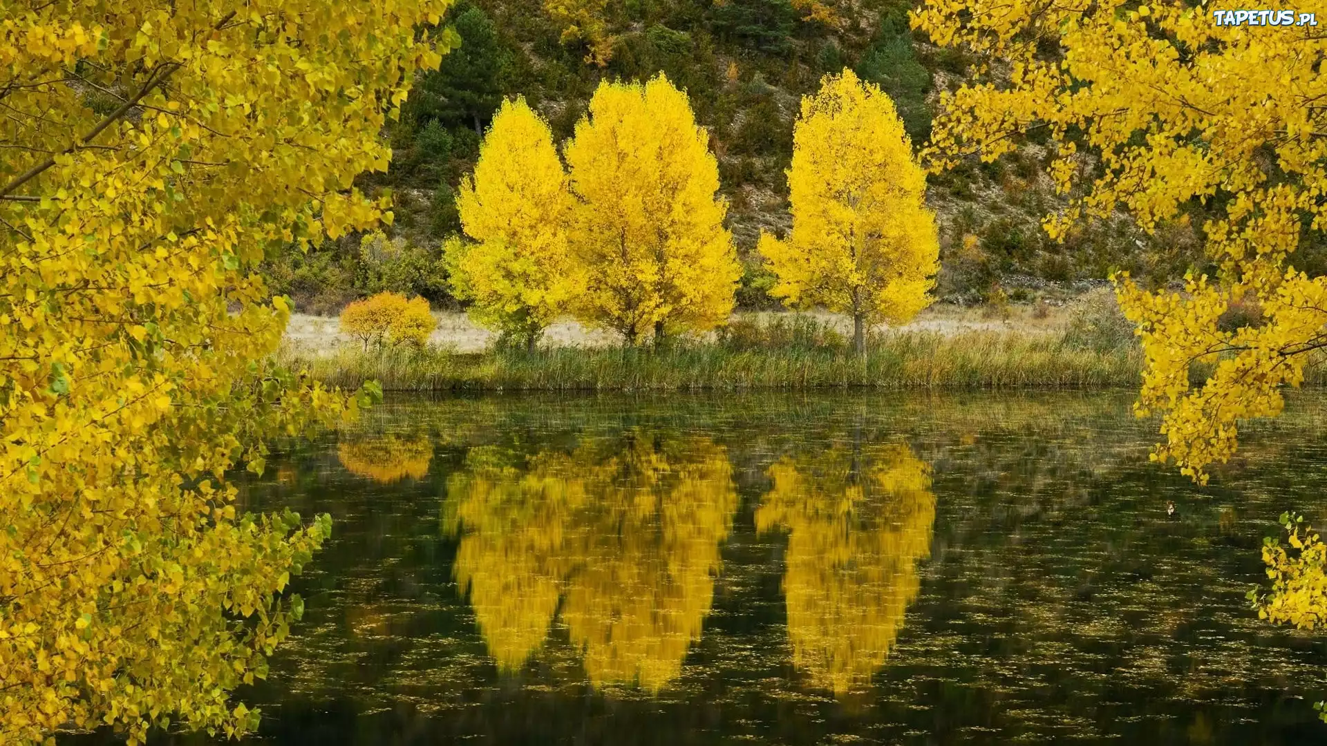 Drzewa, Jezioro, Odbicie