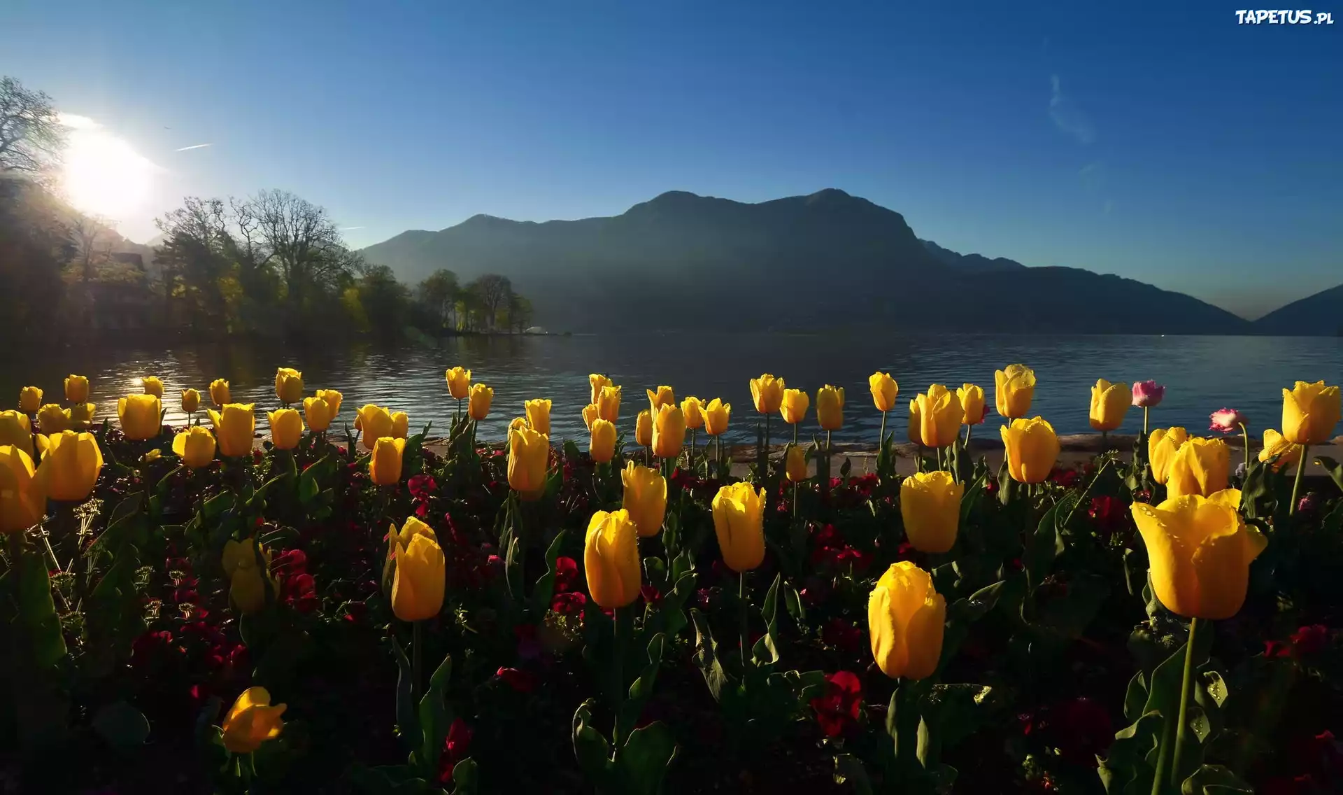 Tulipany, Jezioro, Góry, Poranek