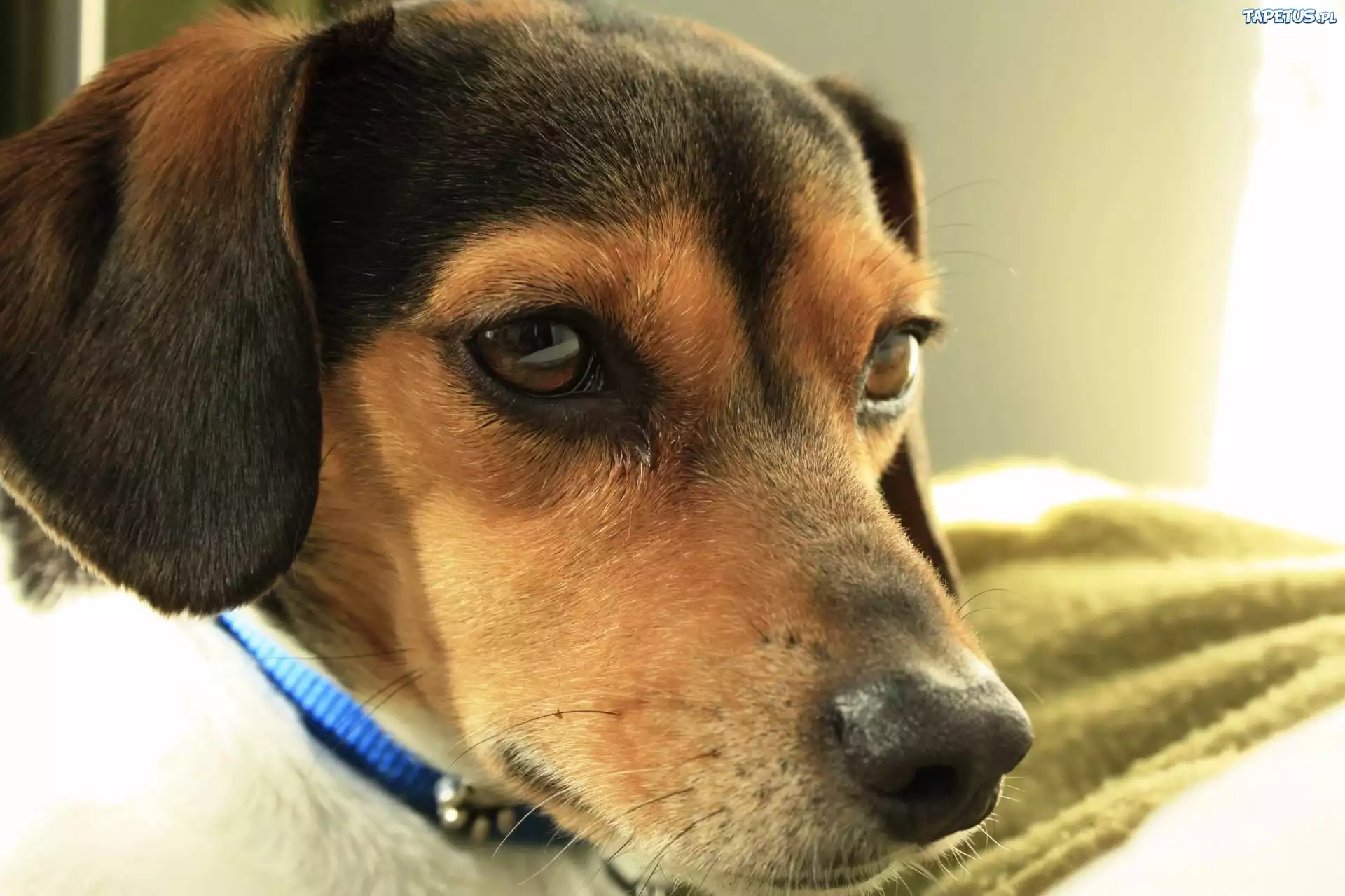 Beagle, Mordka