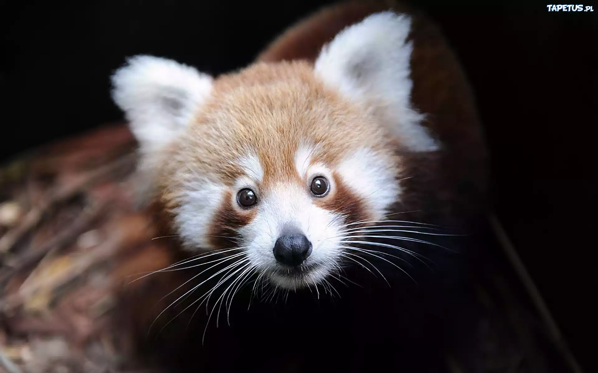Panda, Głowa, Oczy