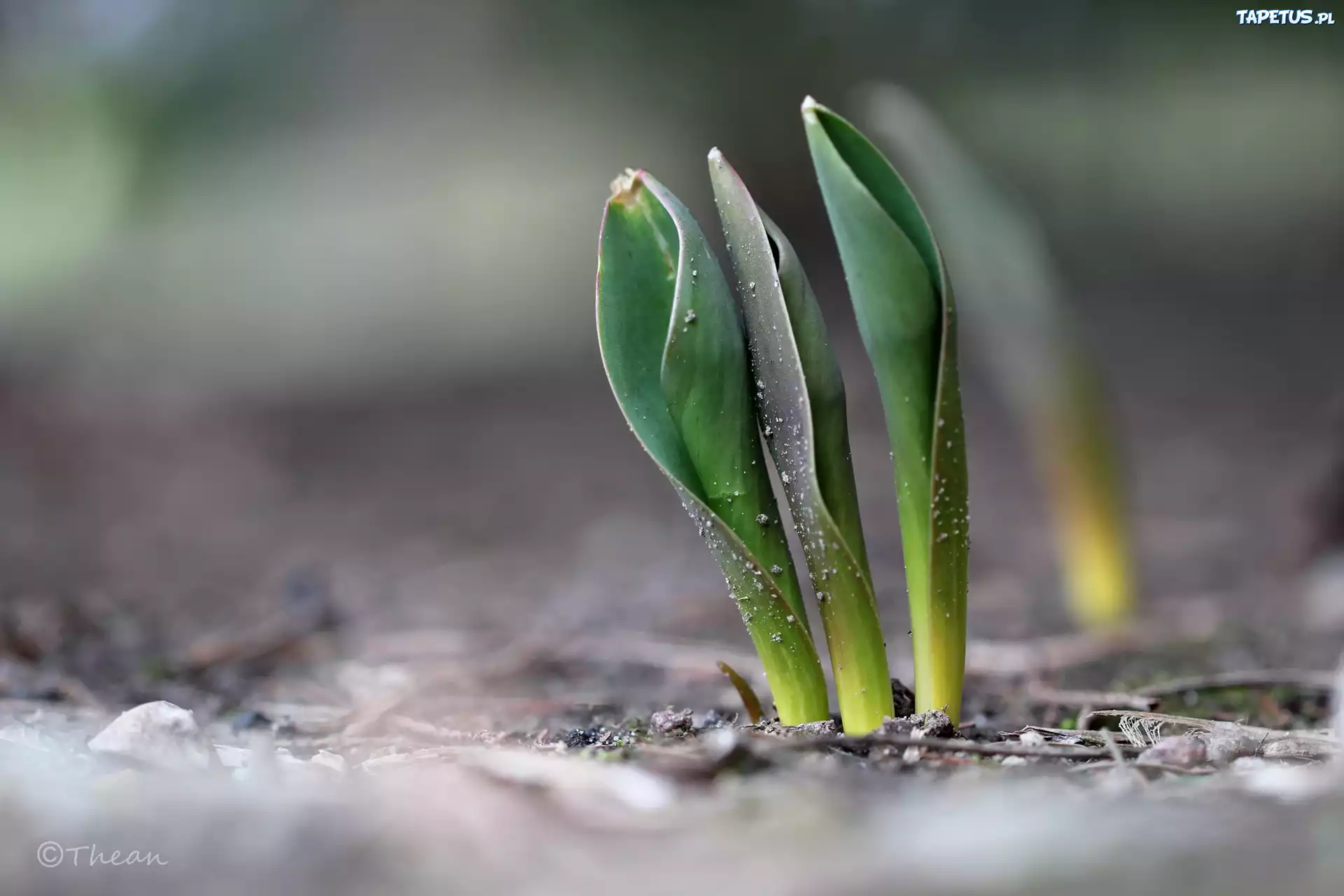 Liście, Tulipany, Wiosna