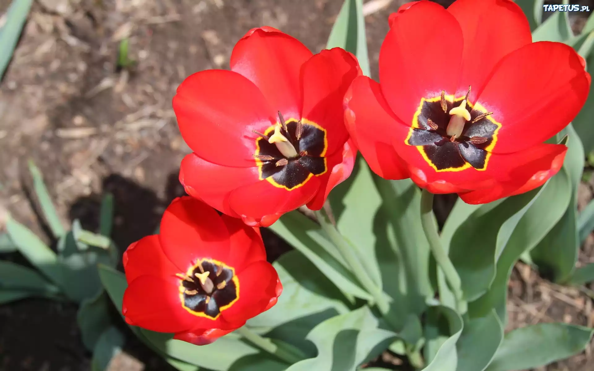 Trzy, Czerwone, Tulipany