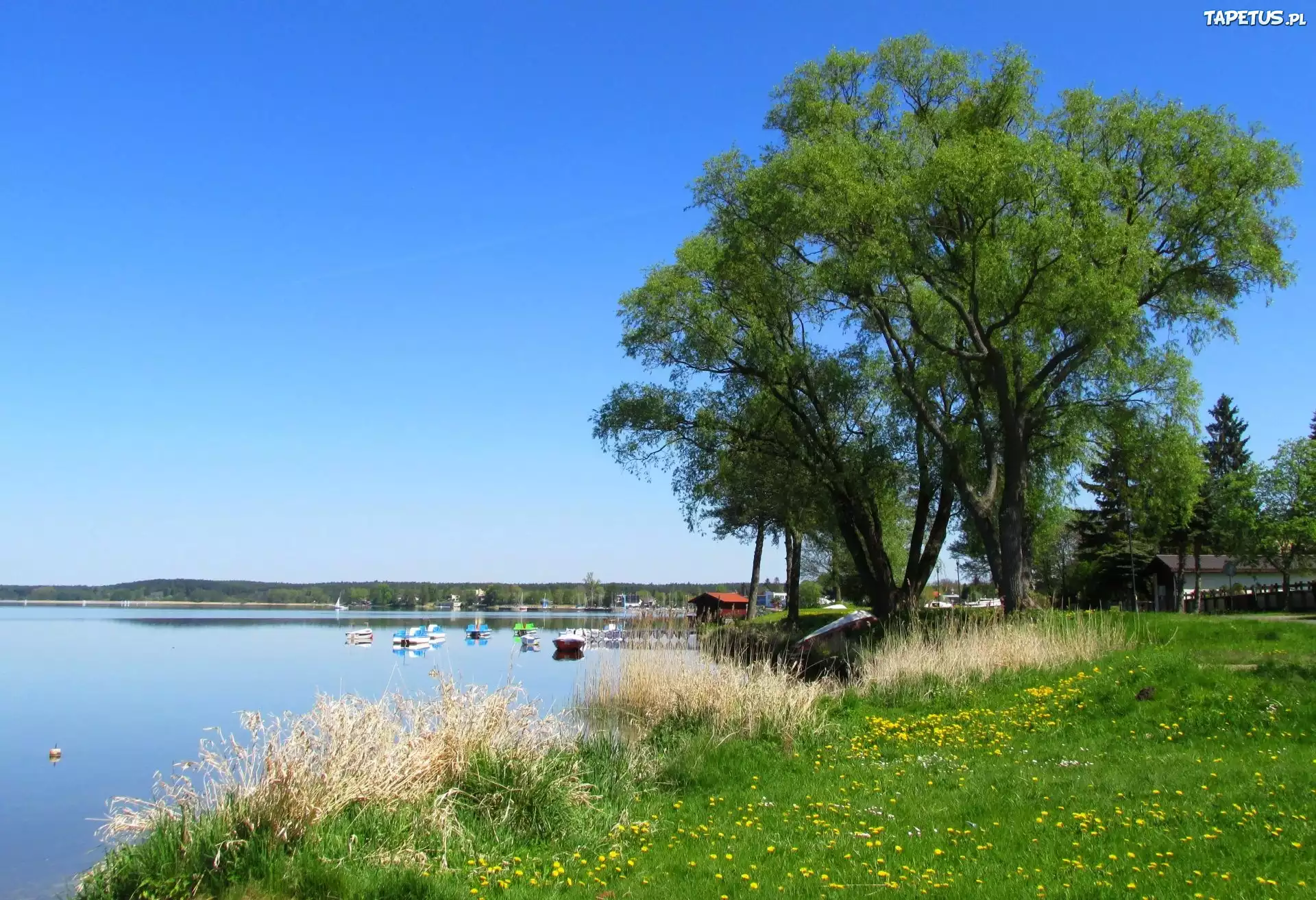 Wiosna, Jezioro, Drzewa