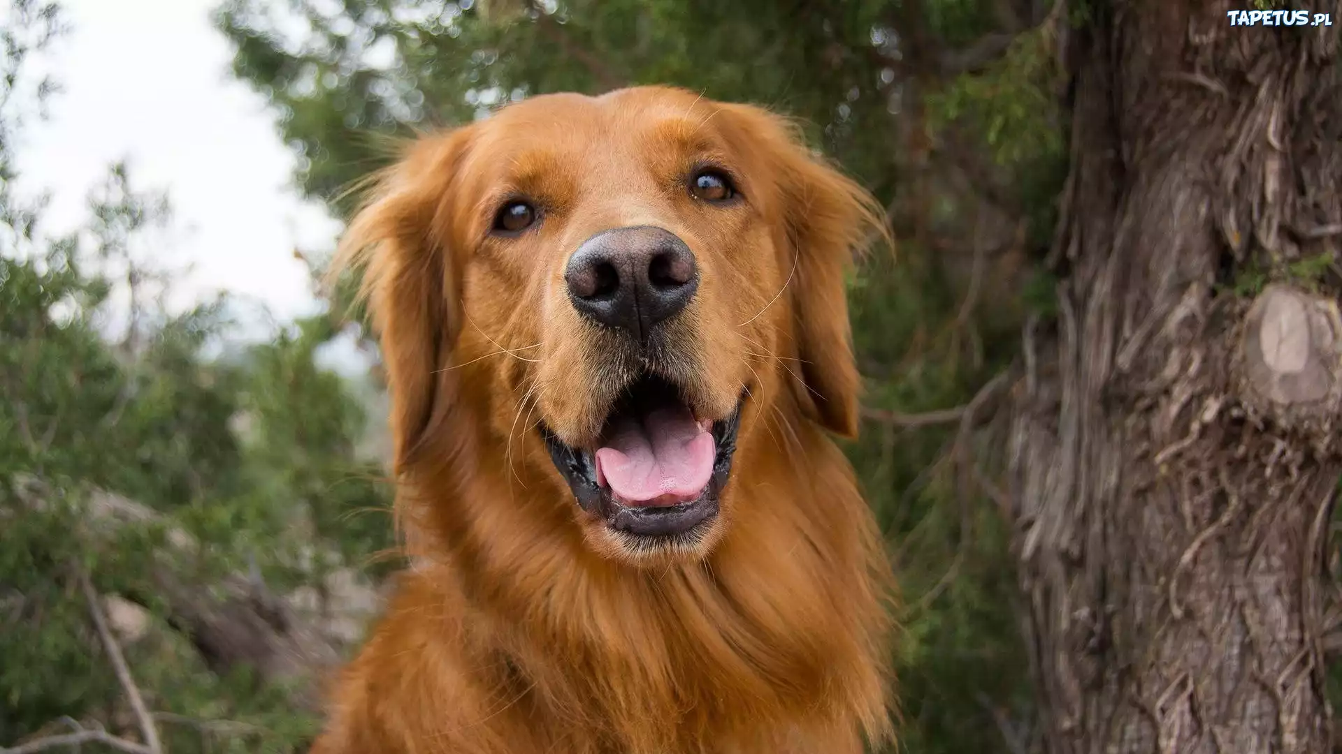 Golden Retriever, Język