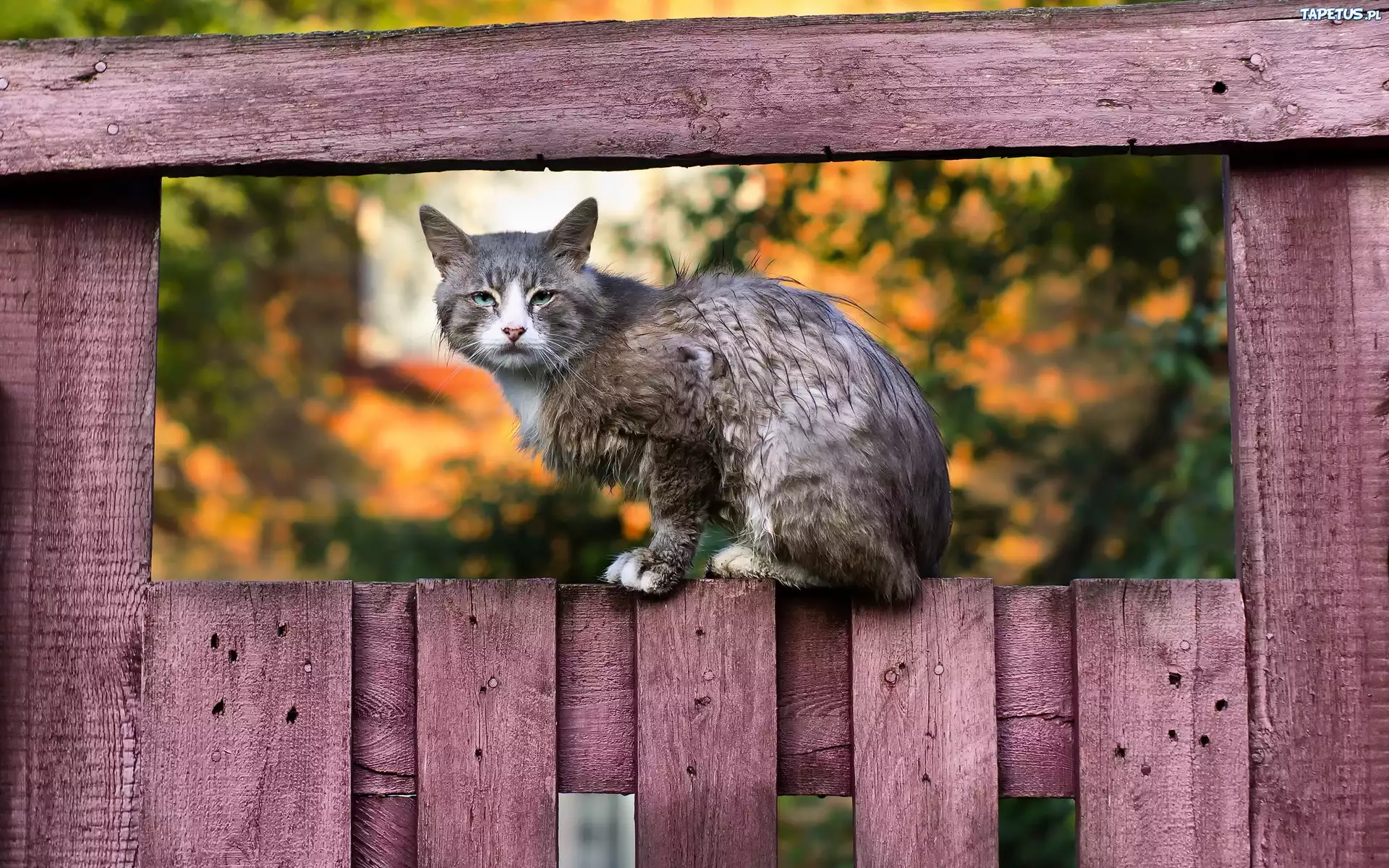 Кот на заборе без смс