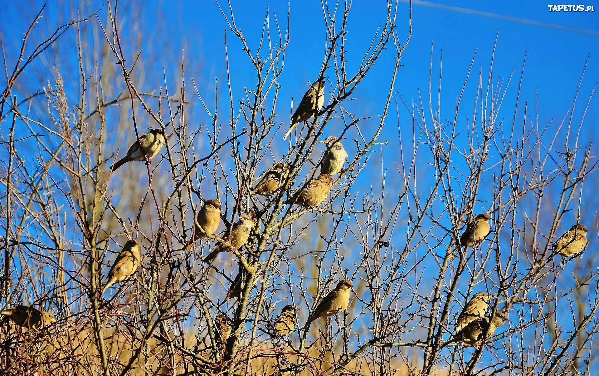 Wróble, Stado, Gałęzie
