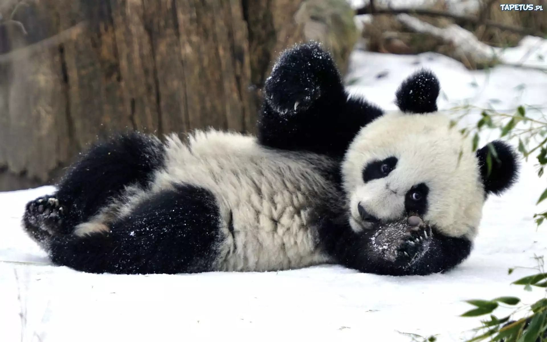 Miś, Panda, Zima