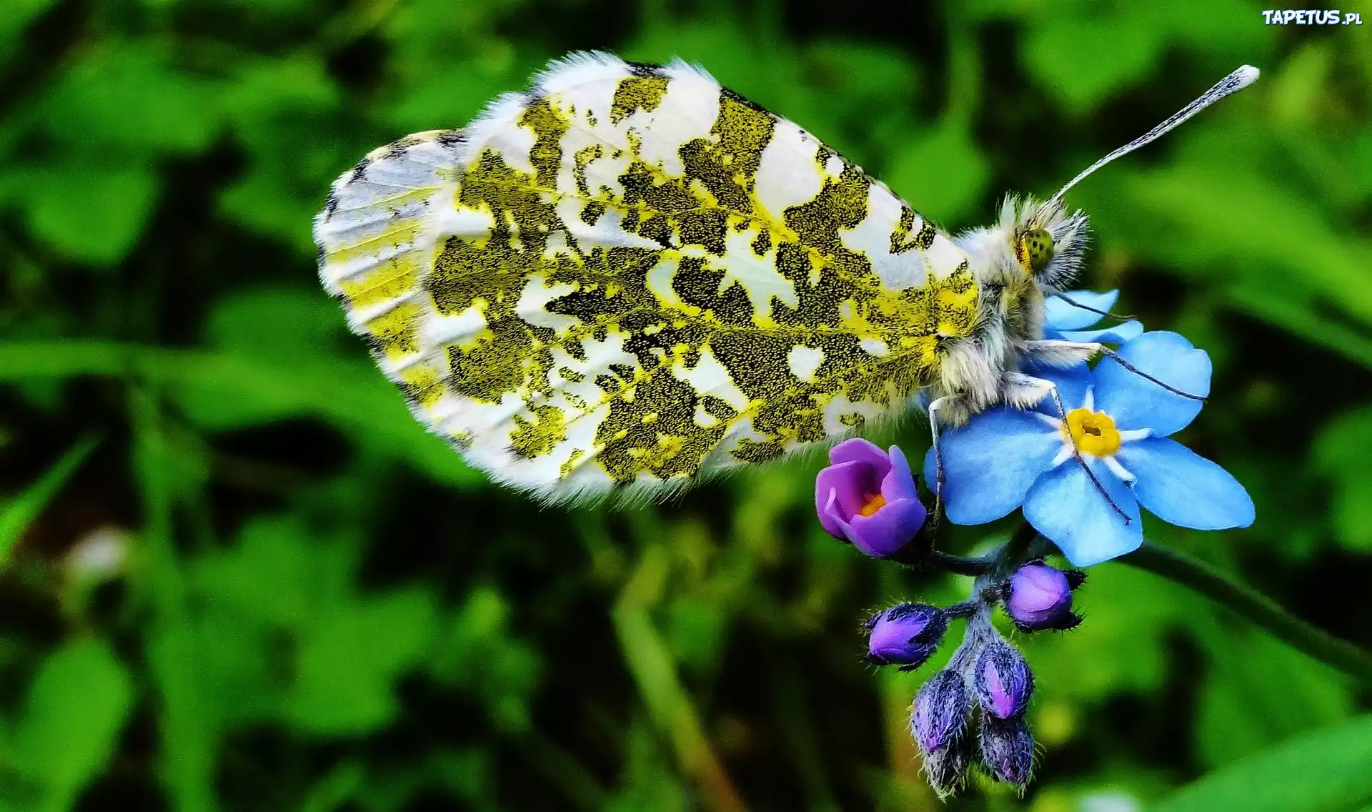 Motyl, Niezapominajka
