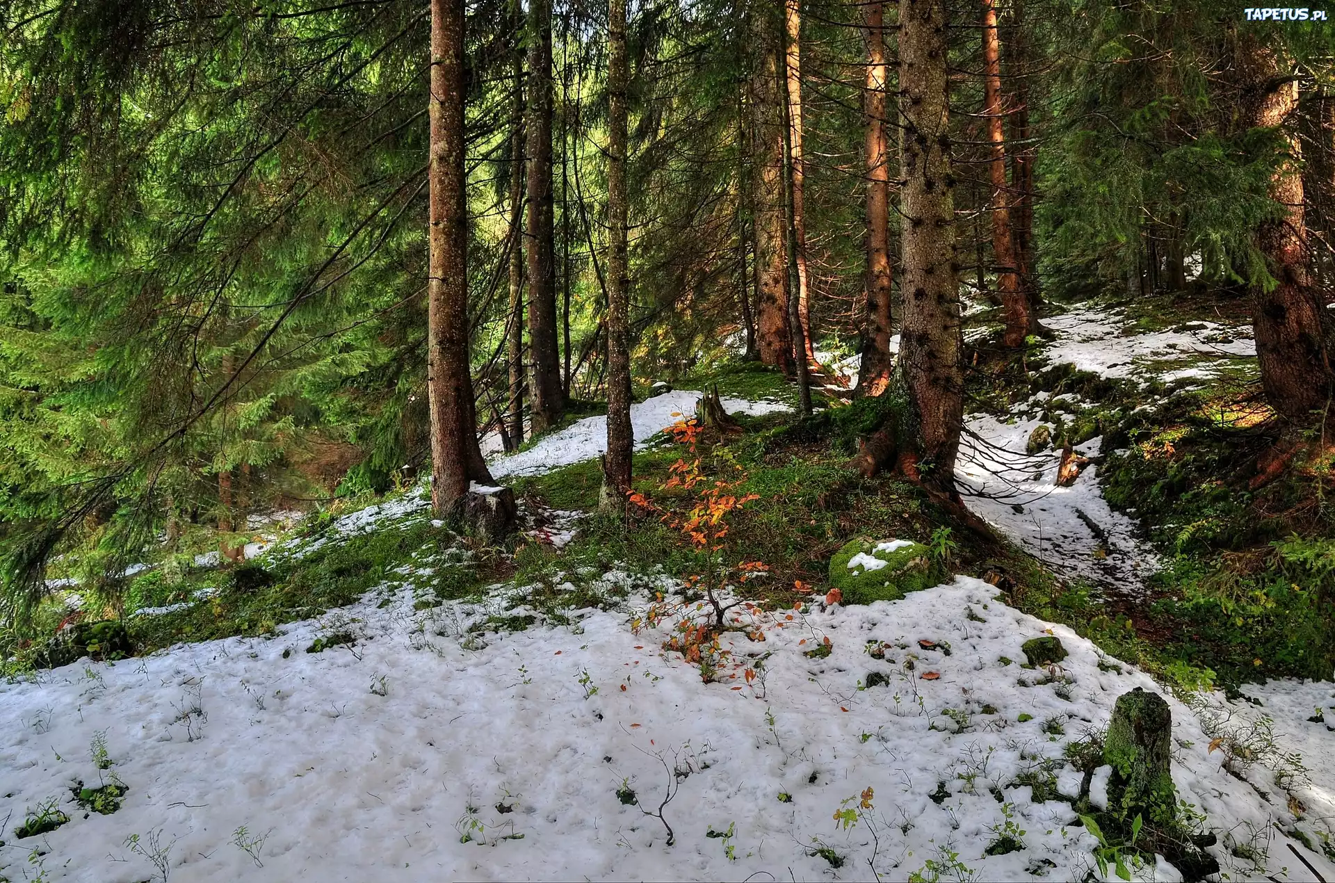 Las, Jesień, Pierwszy, Śnieg