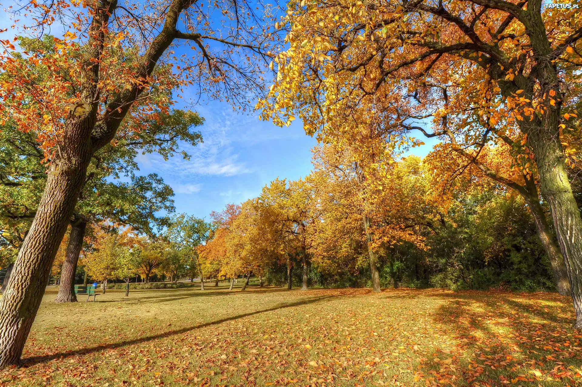 Park, Jesień, Drzewa