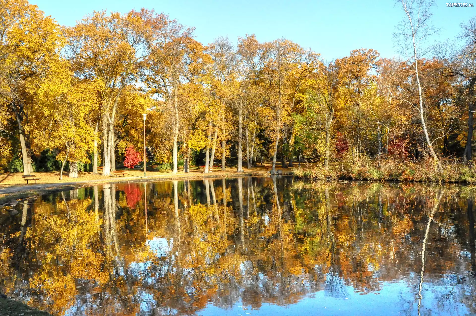 Park, Jesień, Staw