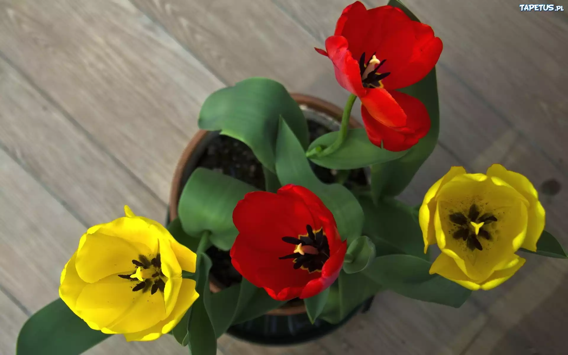 Czerwone, Żółte, Tulipany