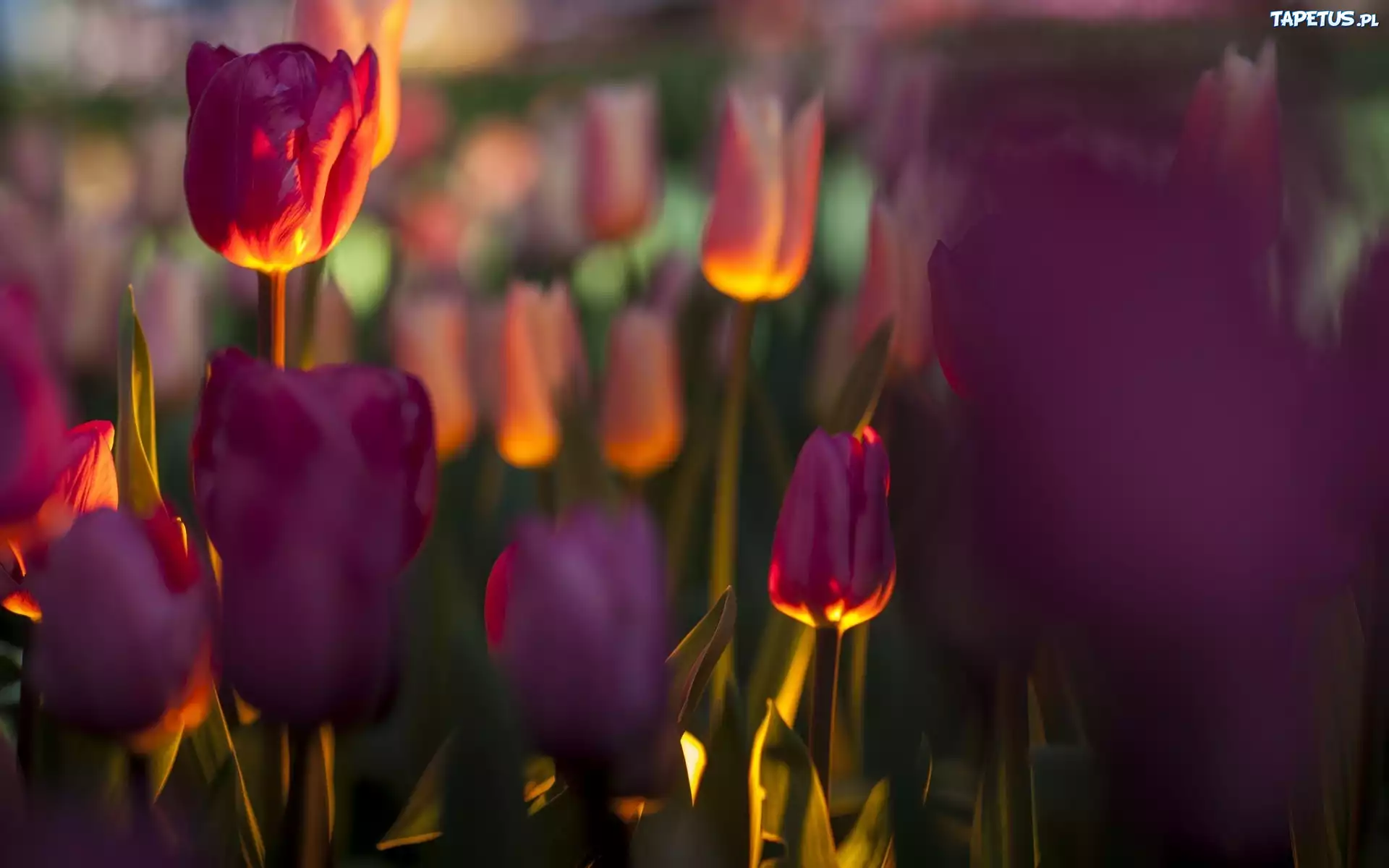 Fioletowe, Tulipany, Rozmycie, Blask
