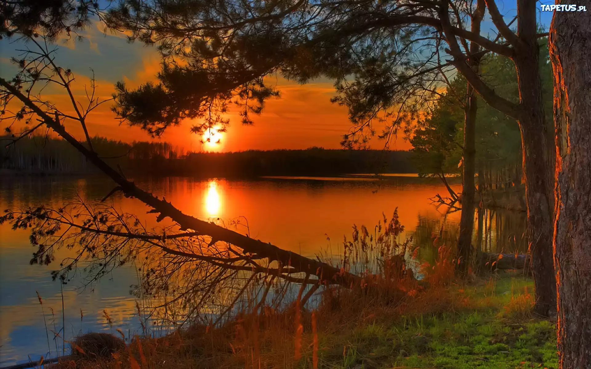 Zachód, Słońca, Jezioro, Drzewa