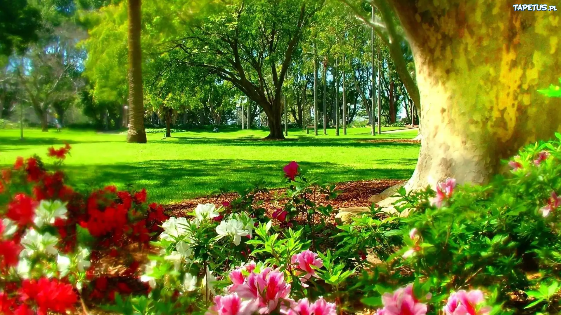 Wiosna, Hyde Park, Sydney, Australia