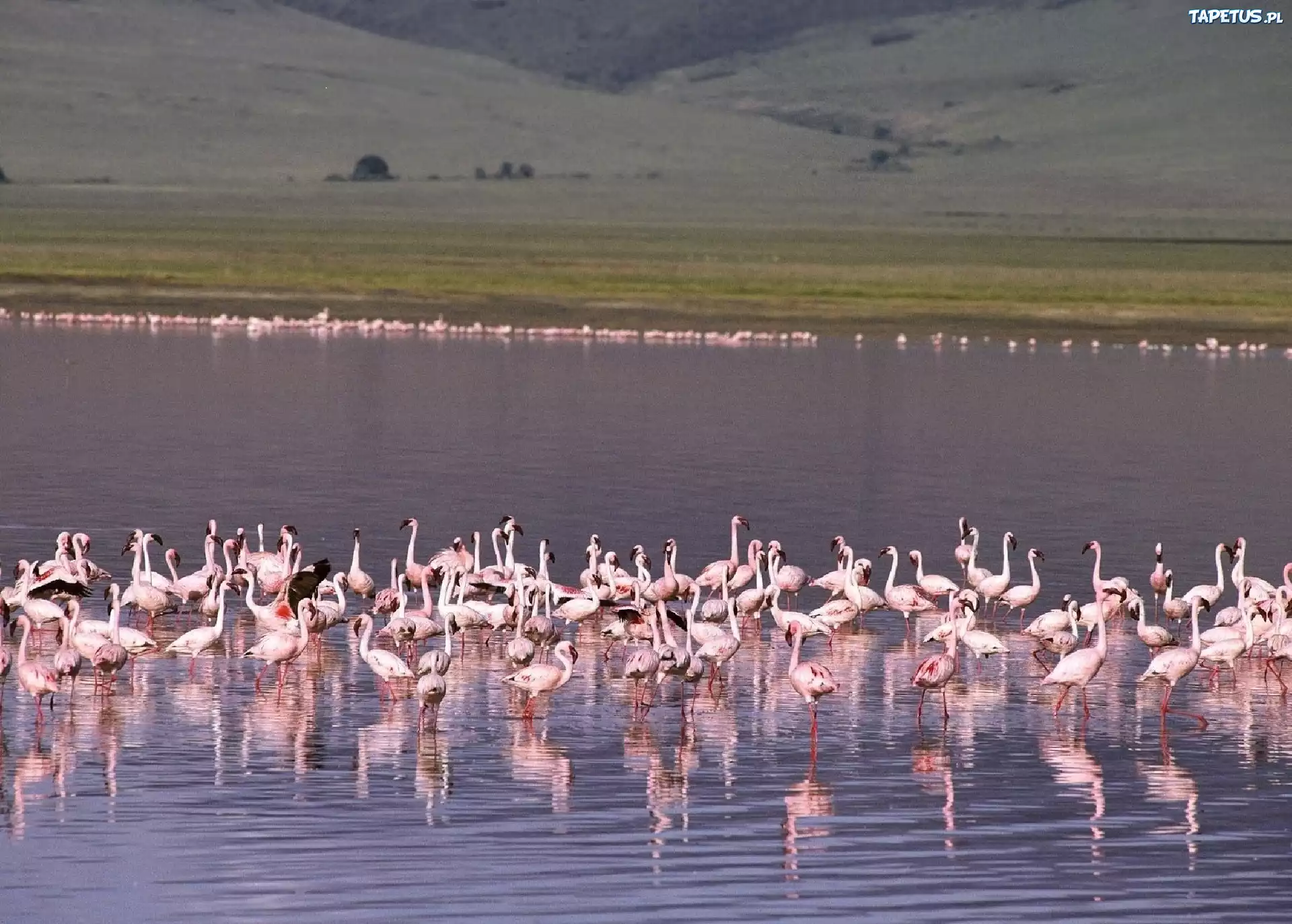 Flamingi, stado, woda, jezioro
