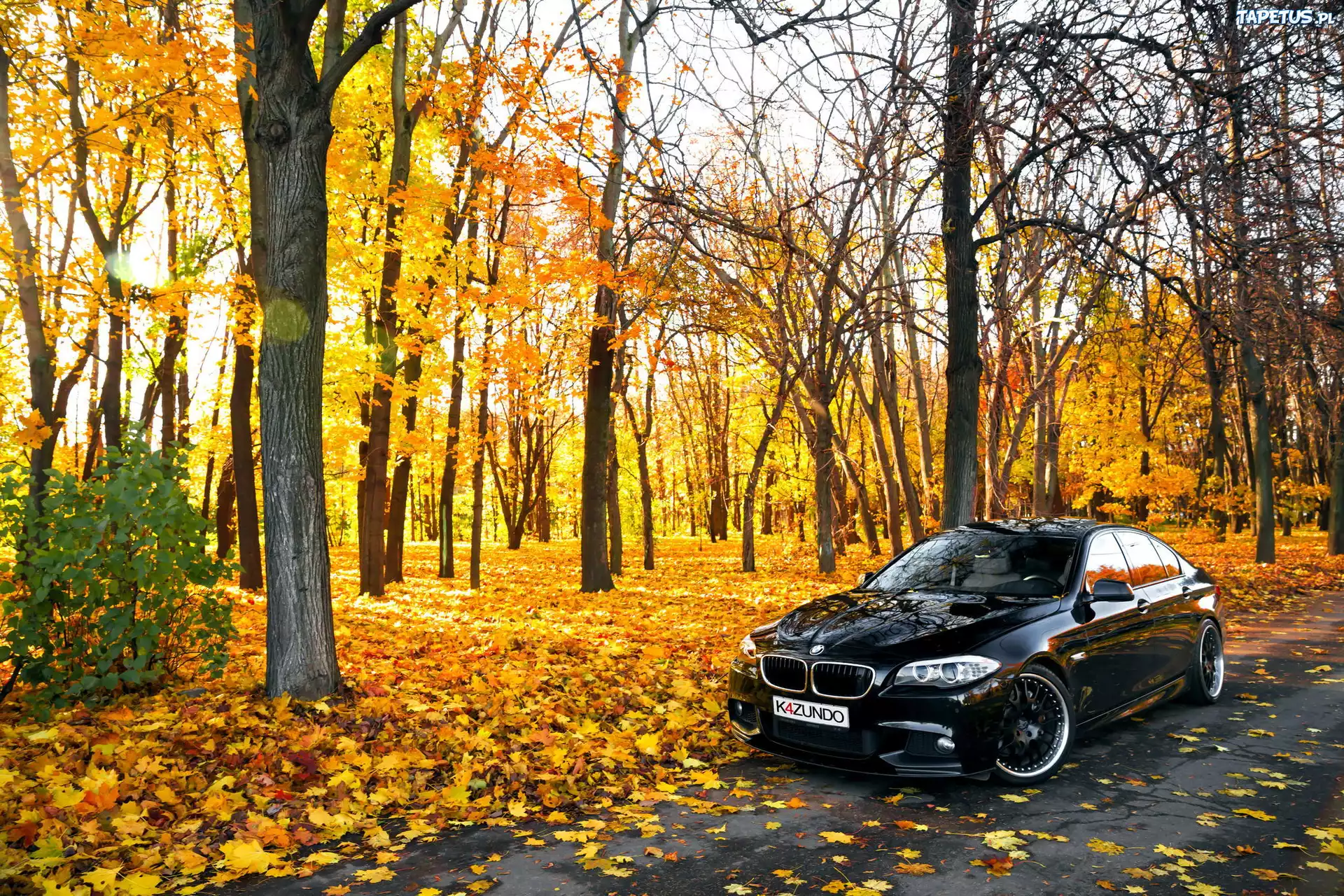 BMW, Droga, Park, Liście, Jesień