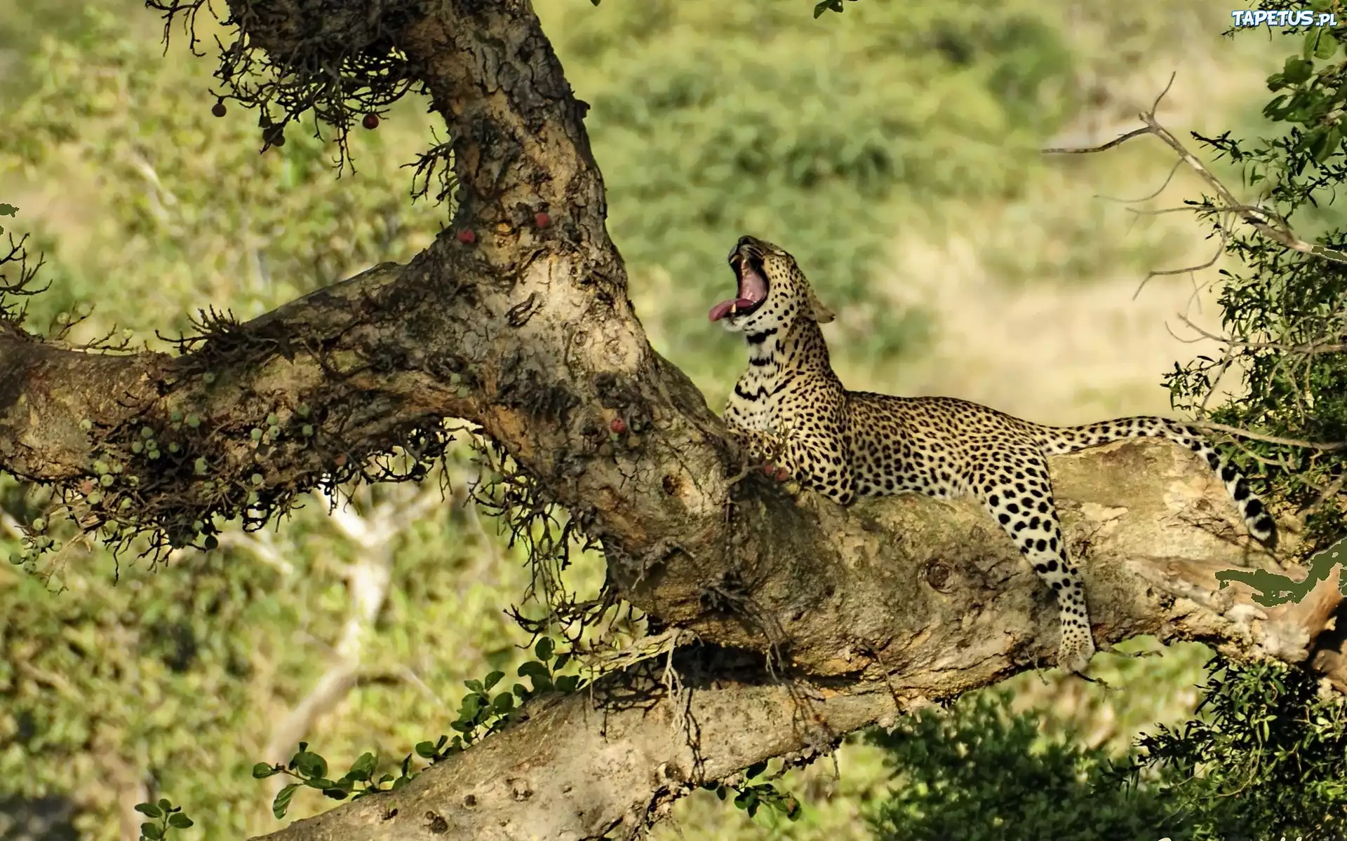 Jaguar, Drzewo