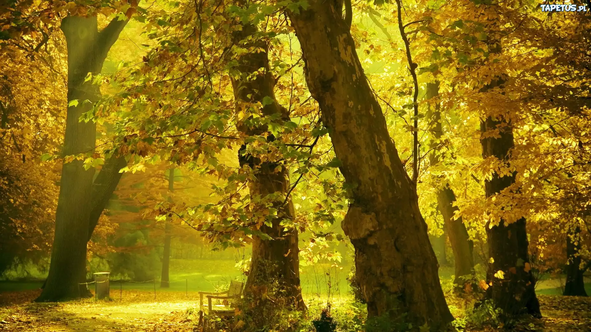 Park, Alejki, Ławki, Przebijające, Światło, Jesień