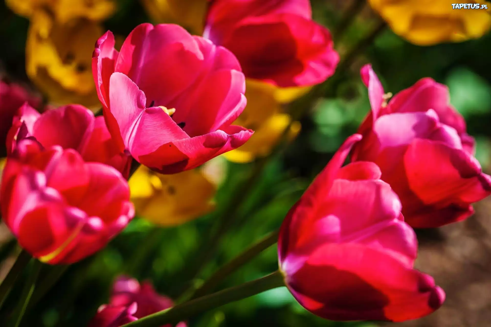 Różowe, Tulipany