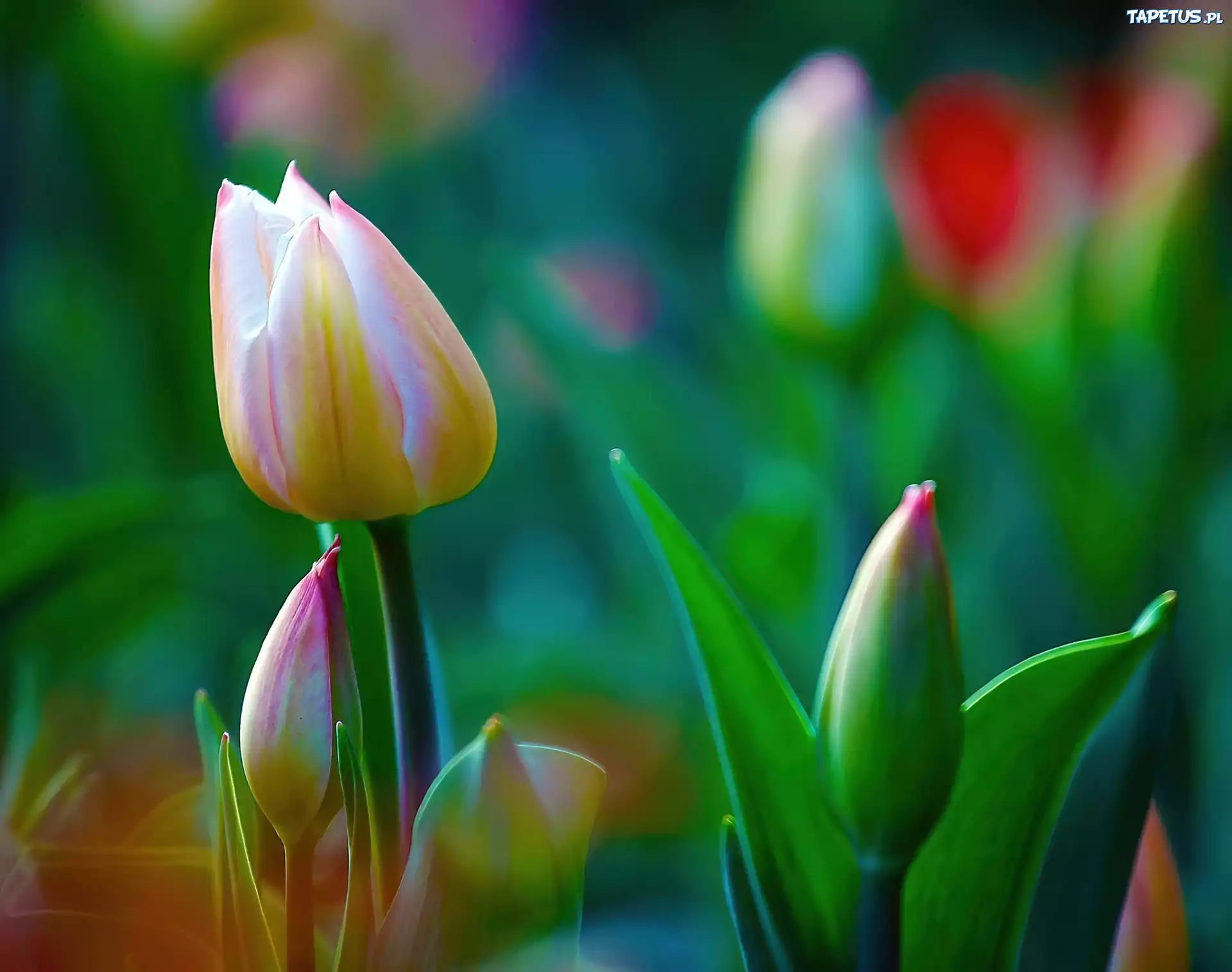 Tulipany, Pąki, Liście