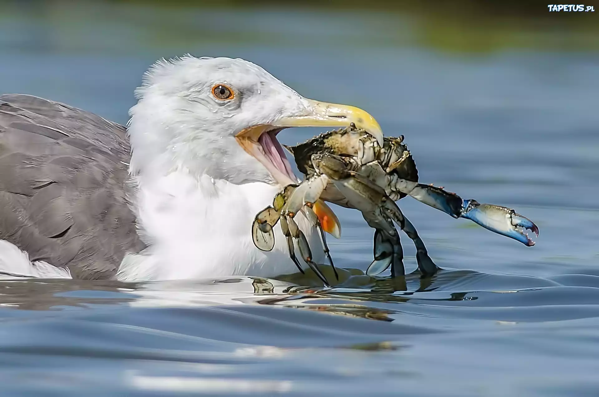 Ptak, Krab, Woda