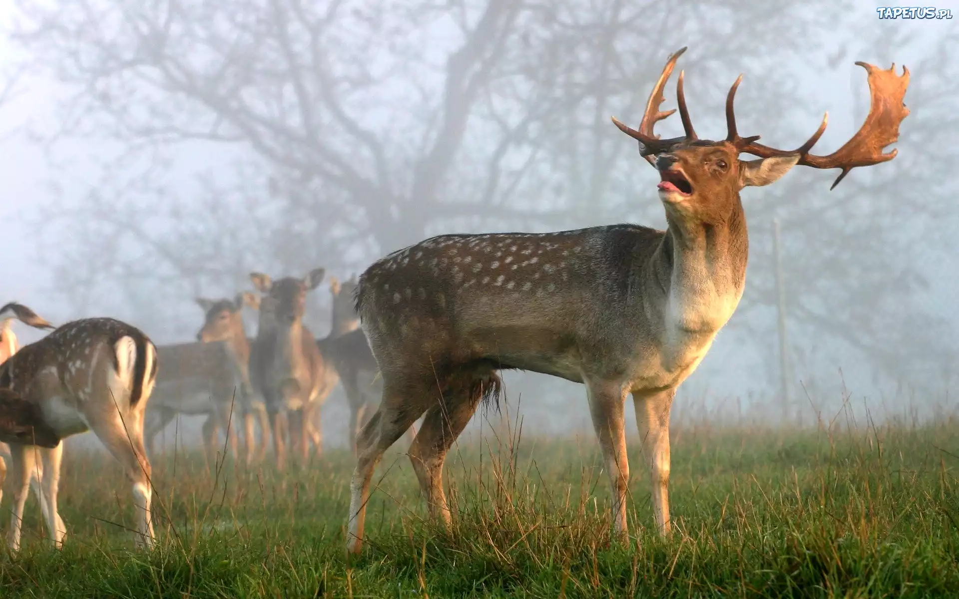 Jelenie, Łąka, Mgła