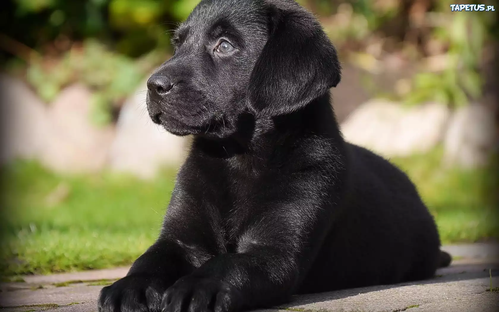 Labrador Retriever, Czarny, Szczeniak