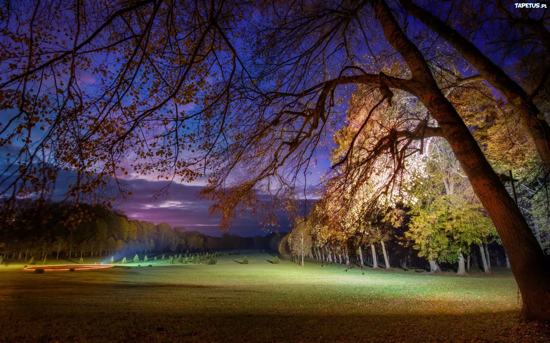 Park, Łąka, Drzewa, Światło, Liście, Jesień