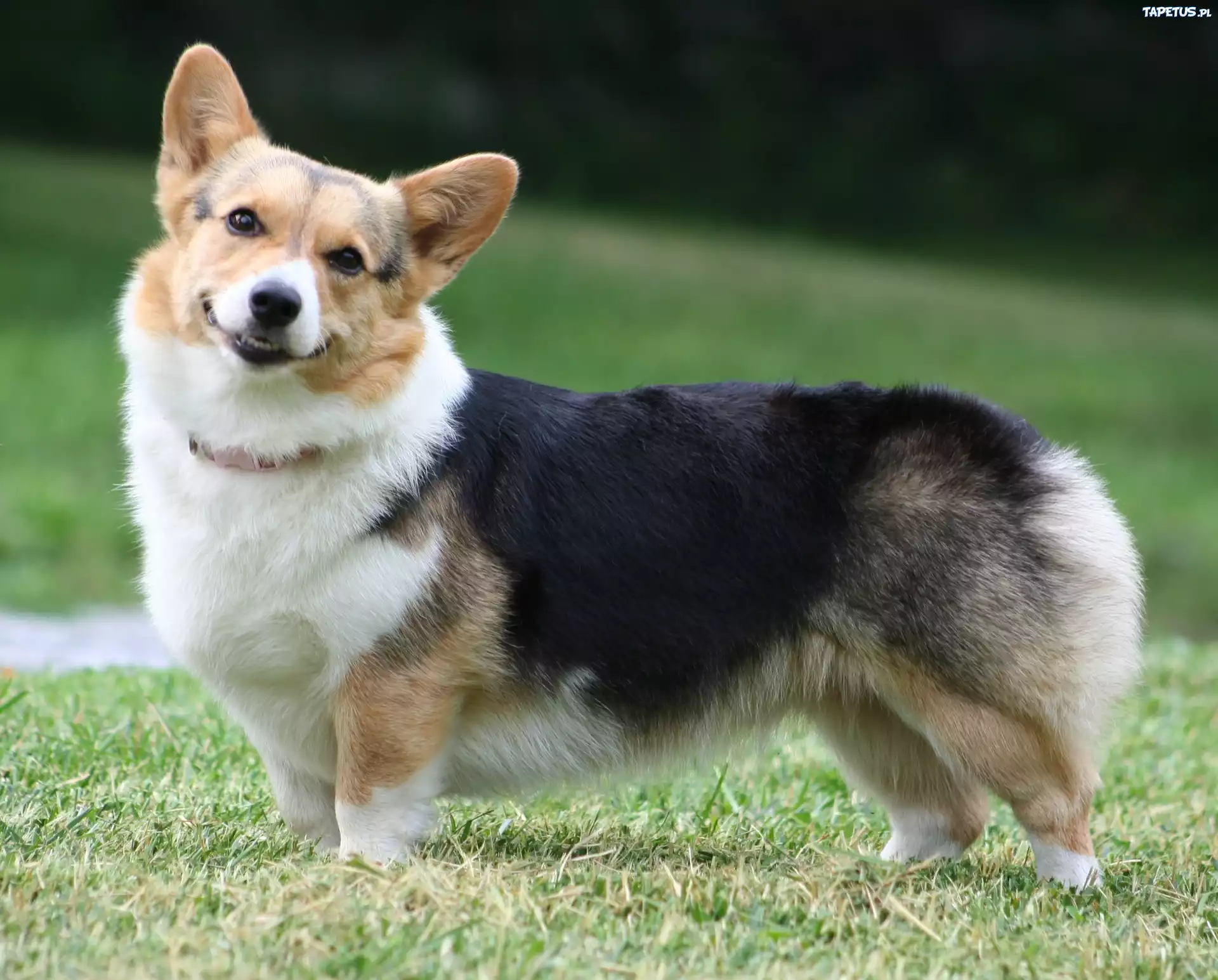 pyszczek, Welsh corgi pembroke