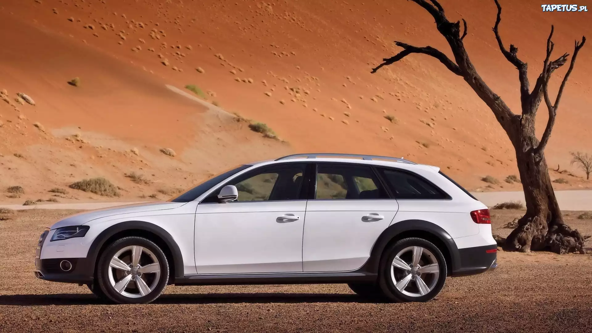 Audi, A4 AllRoad , Pustynia, Drzewo