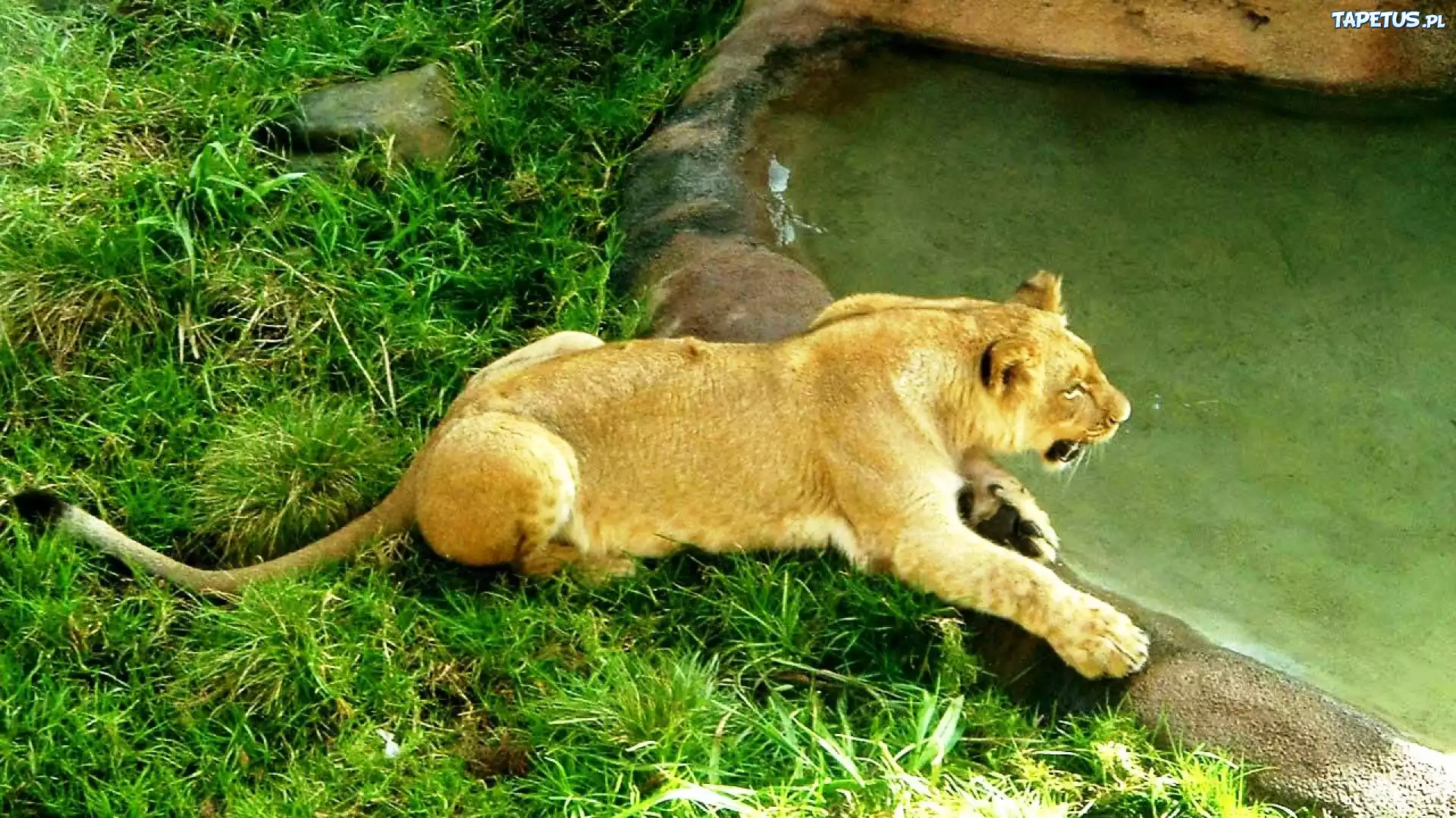 Lwica, Zoo