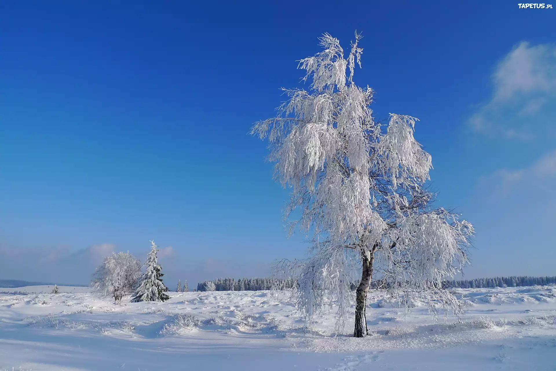природа зима небо деревья скачать