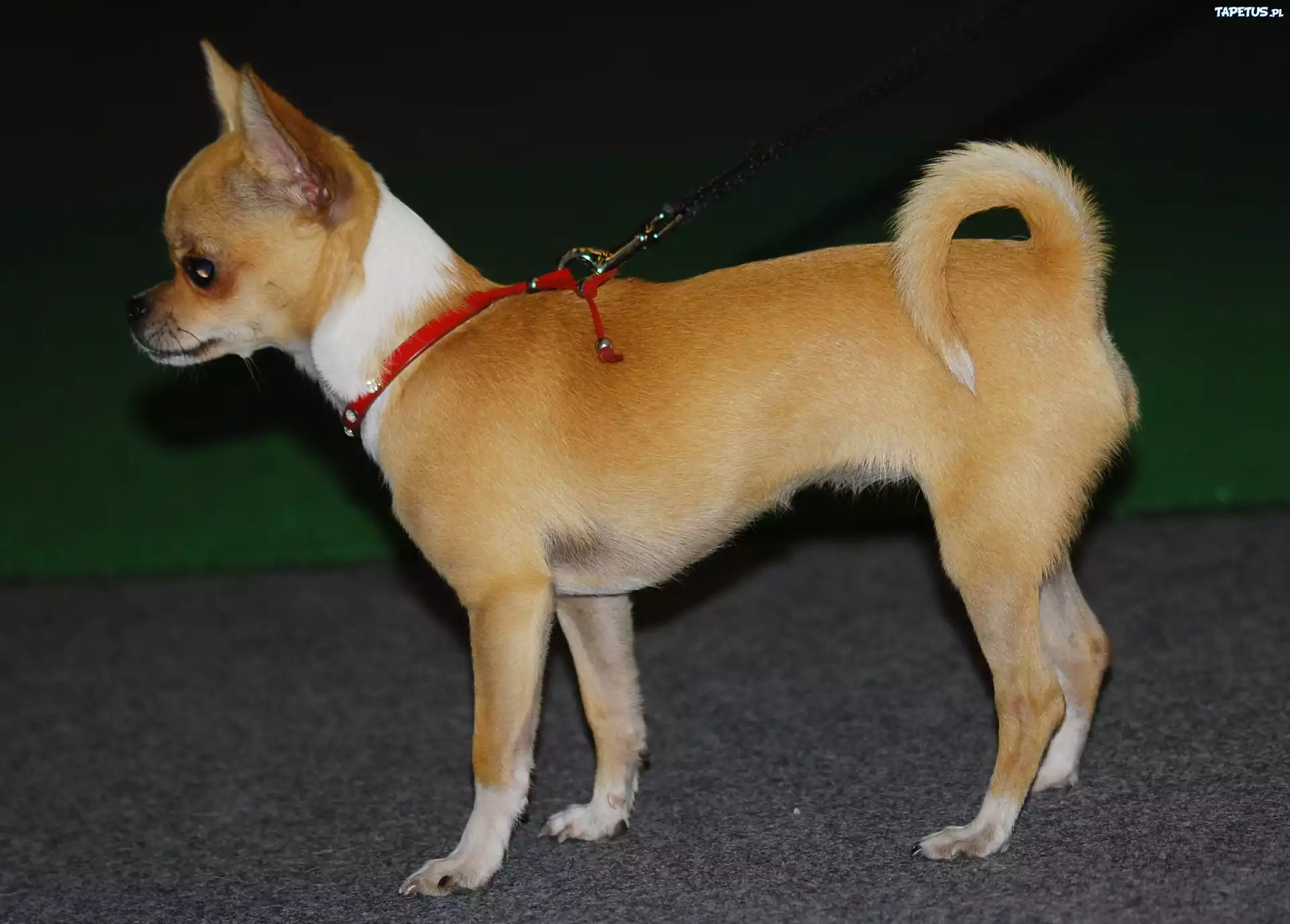 Chihuahua