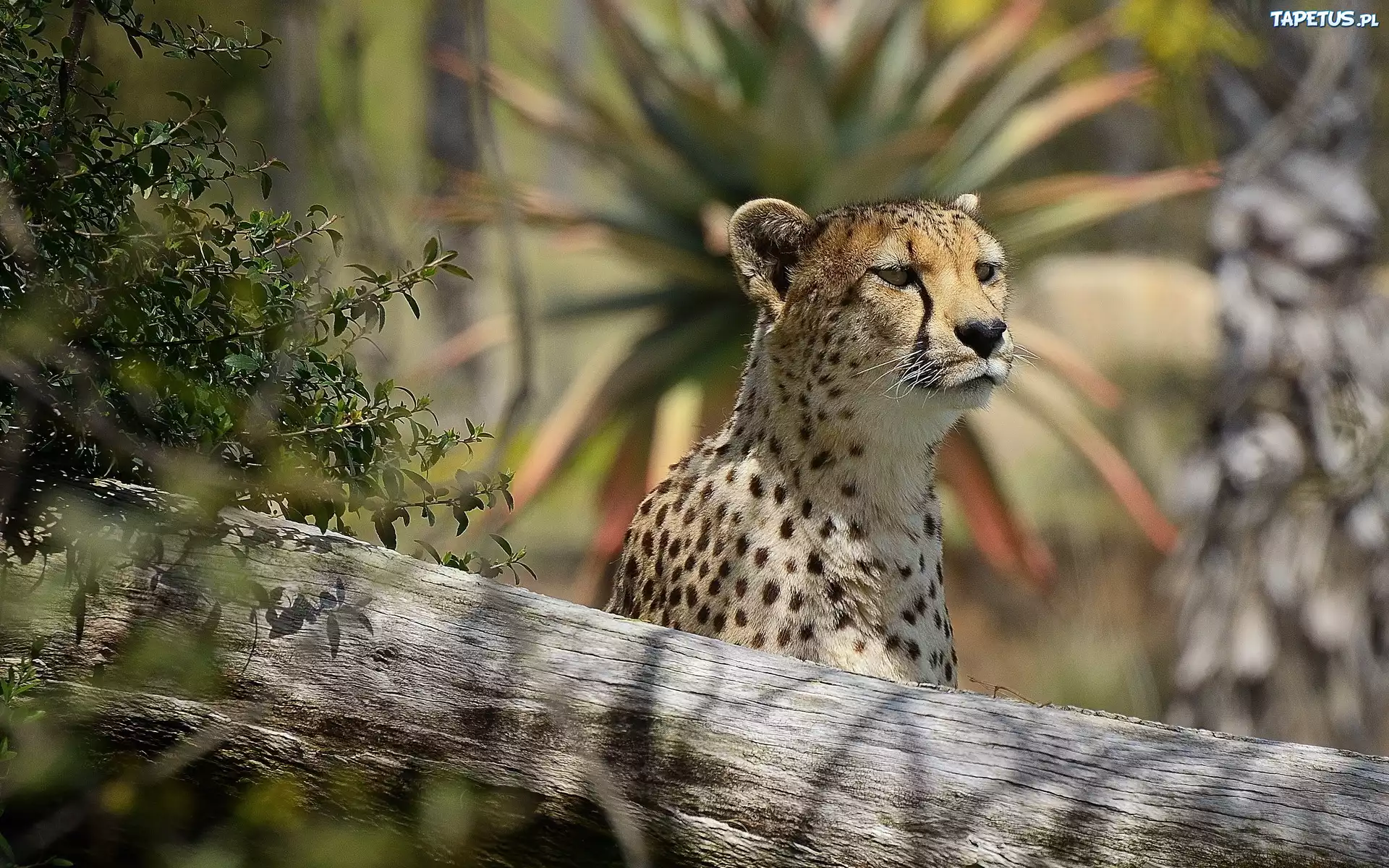Gepard, Drzewo
