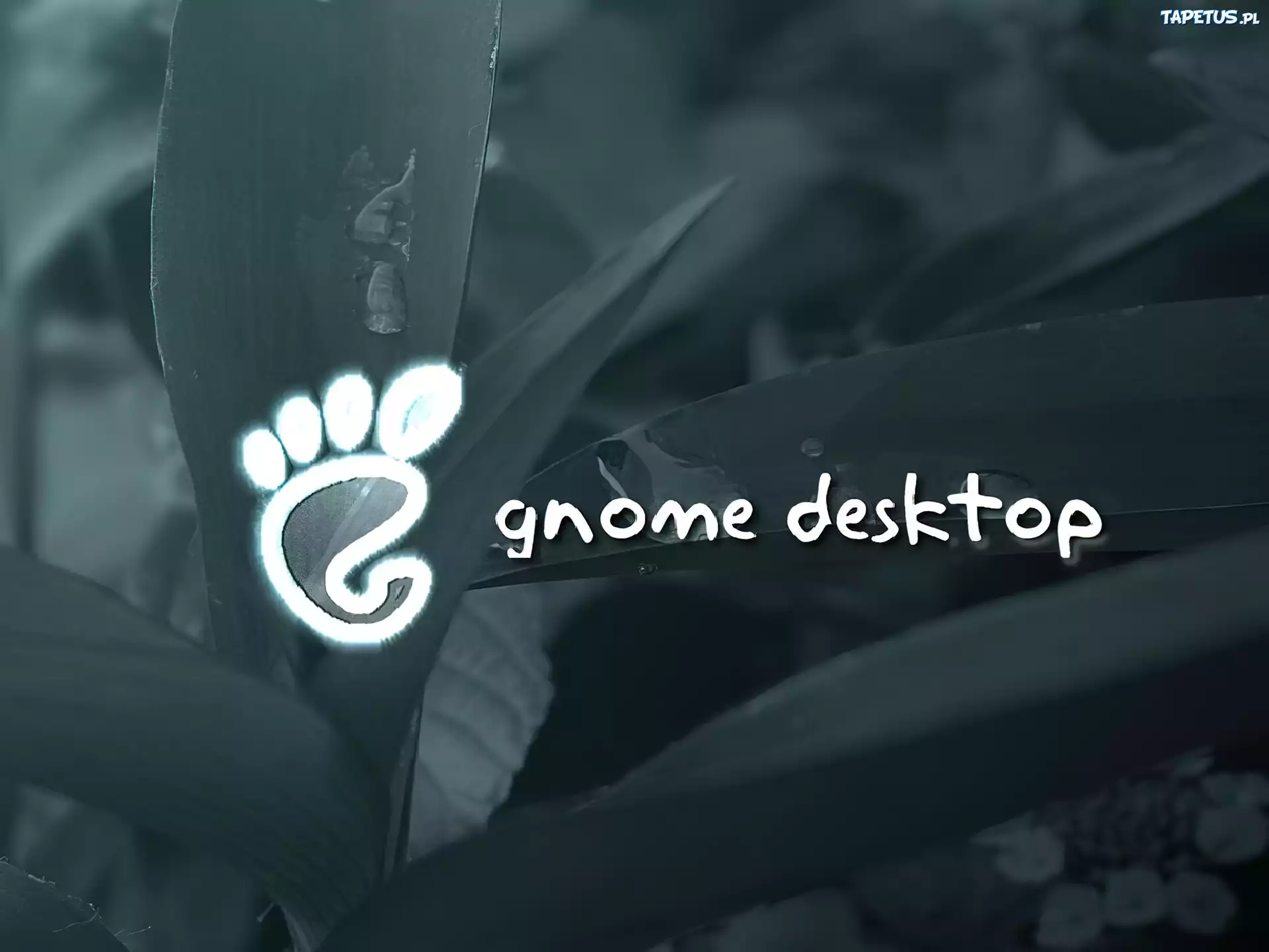 liście, Gnome, stopa