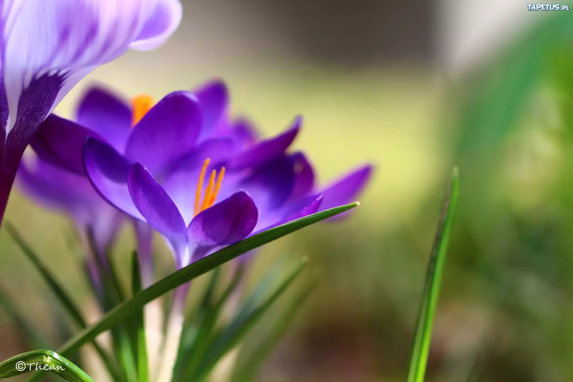 Fioletowy, Krokus, Kwiat, Wiosna