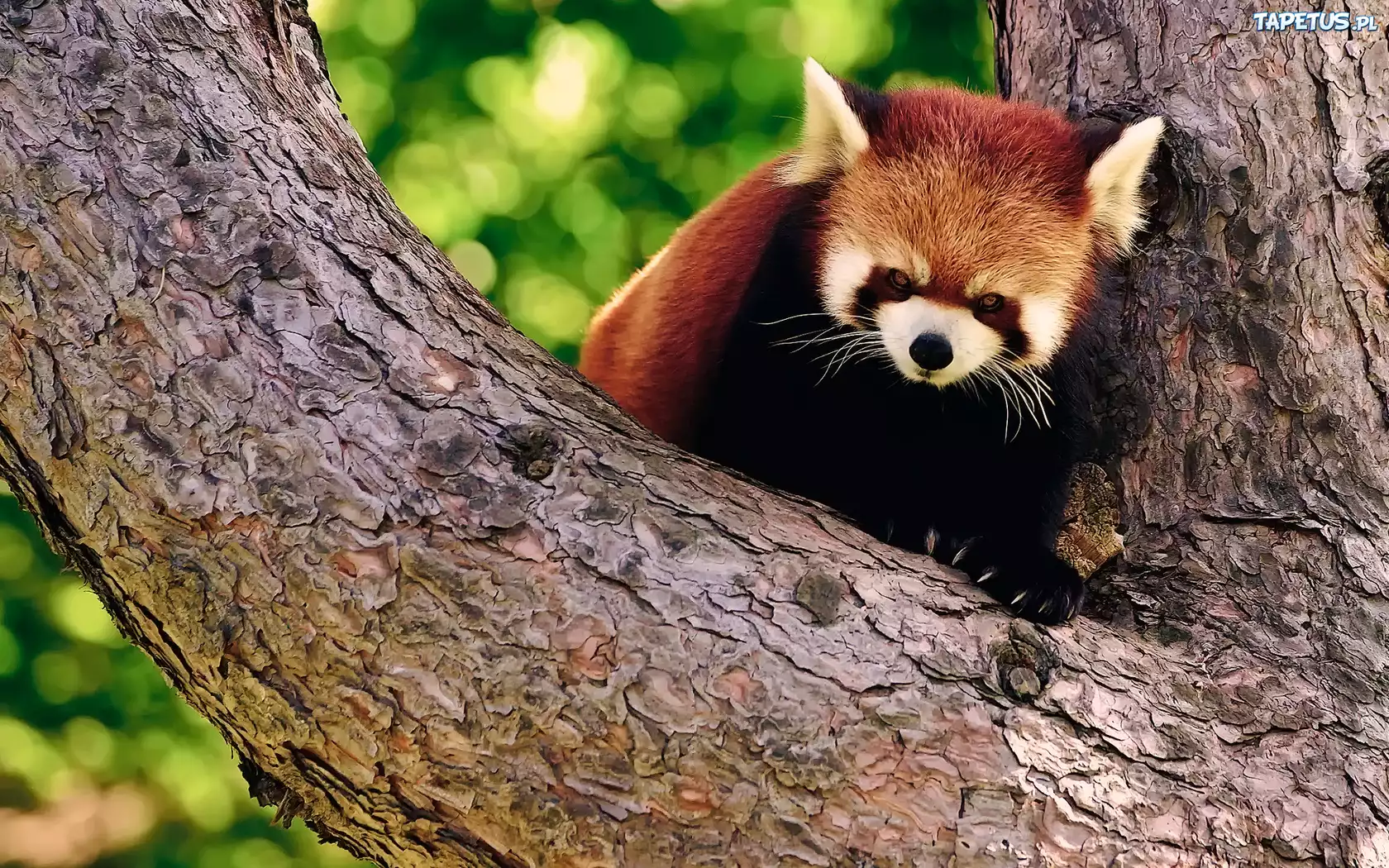 Czerwona, Panda, Drzewo