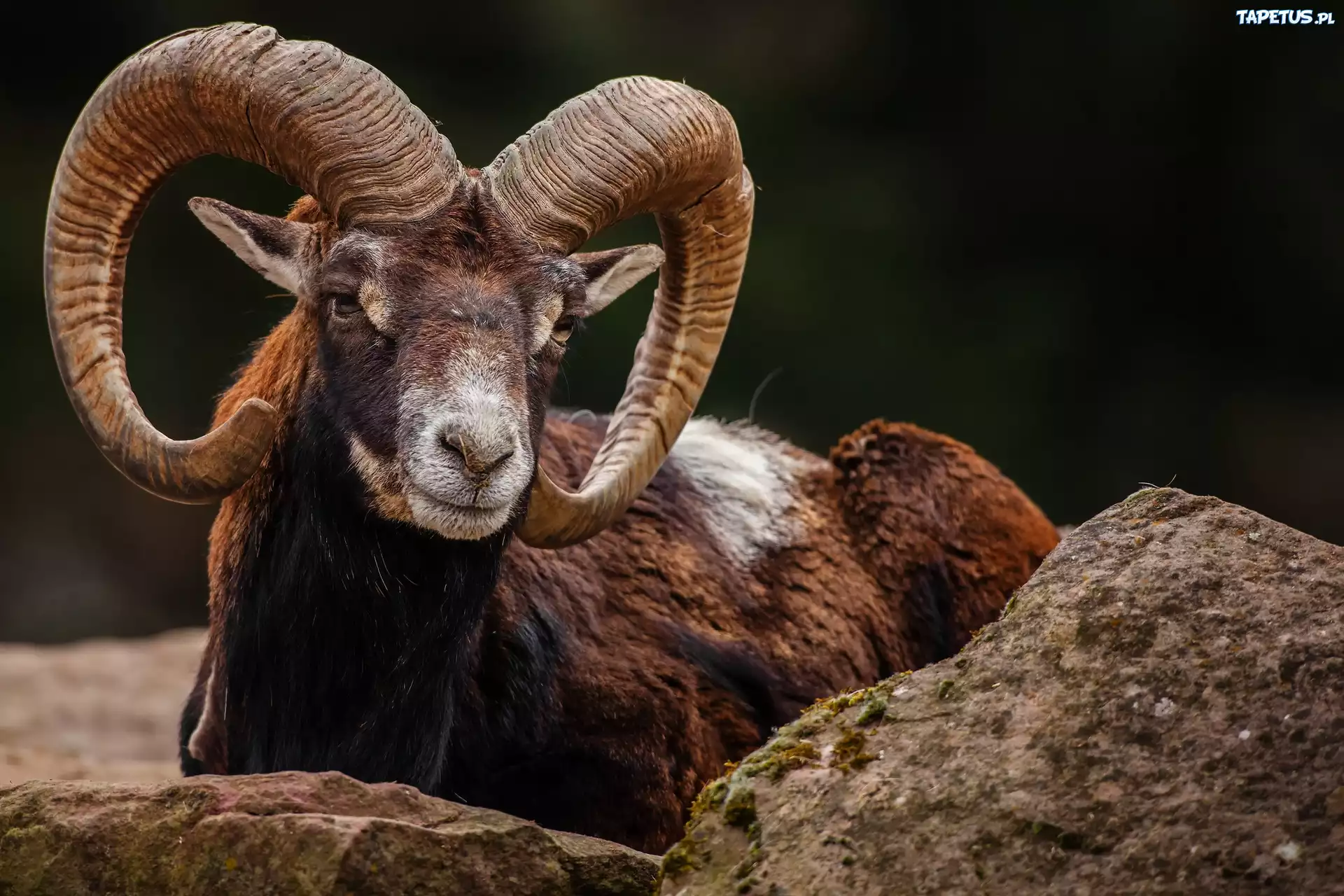 Muflon